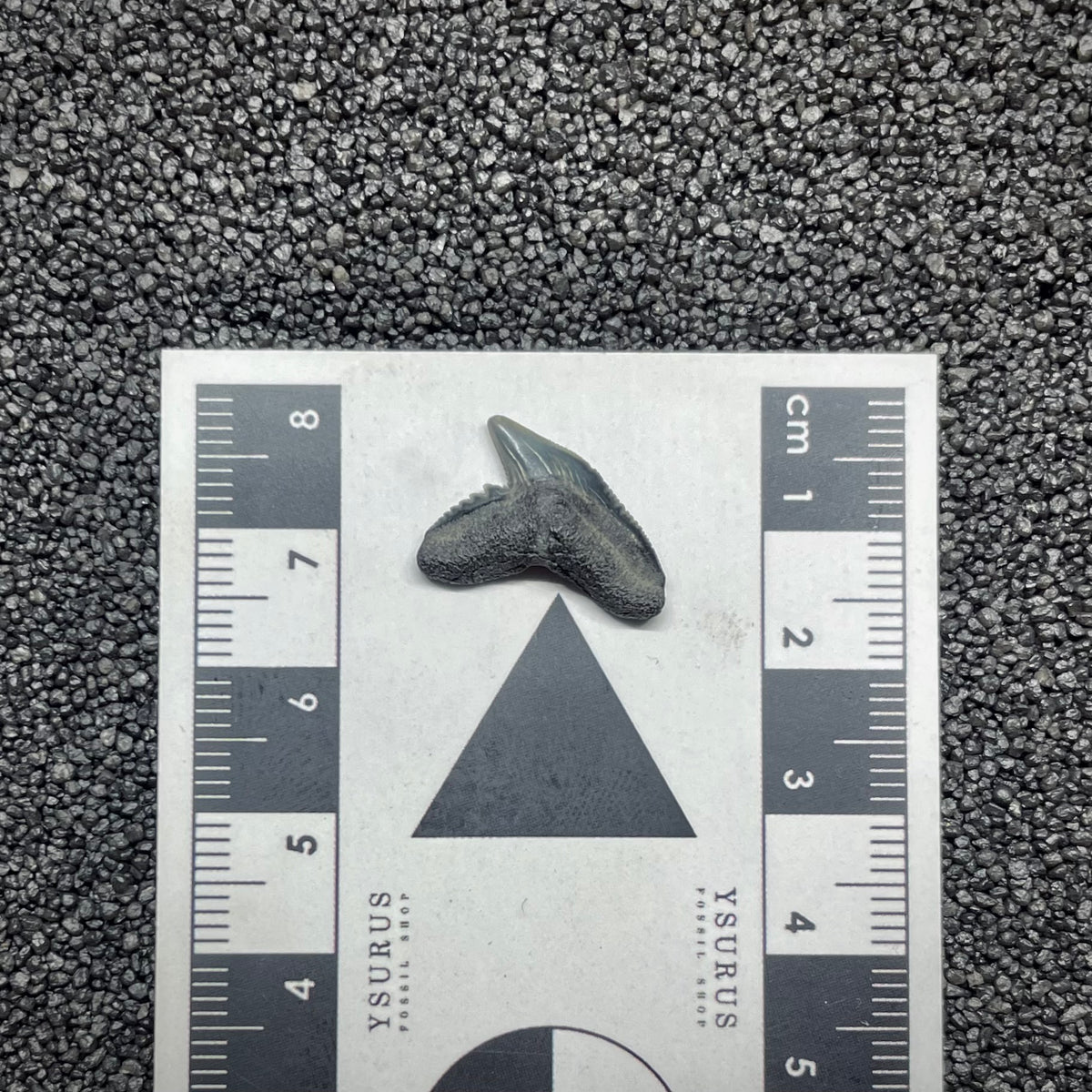 F3036 | Squalo | Galeocerdo aduncus