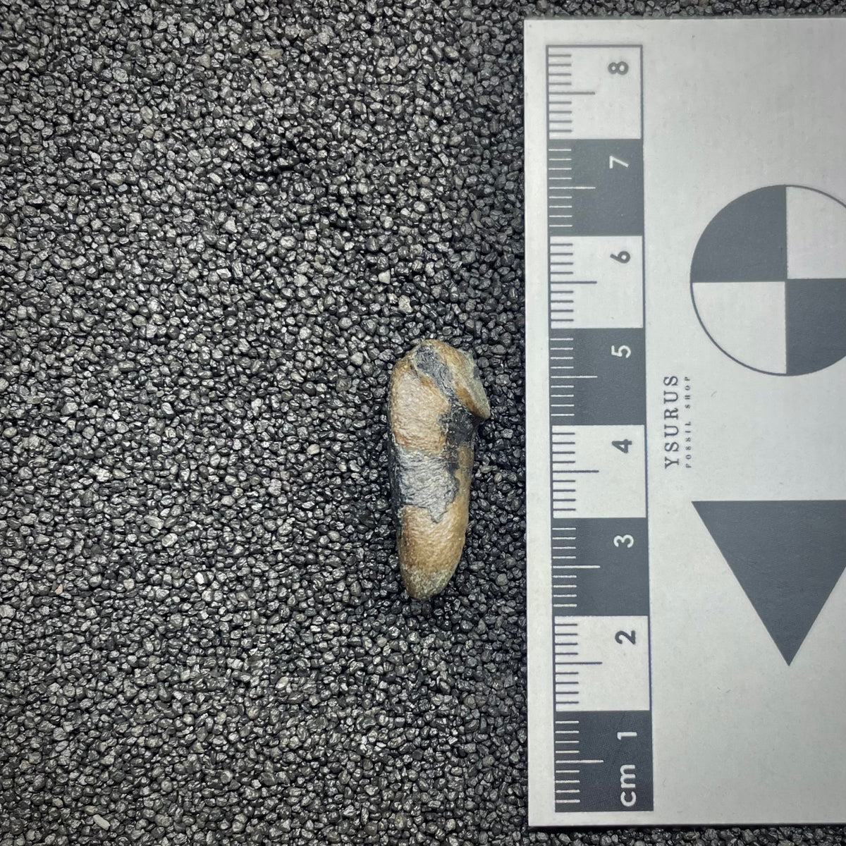 F3026 | Delfino | Delphinidae indet.