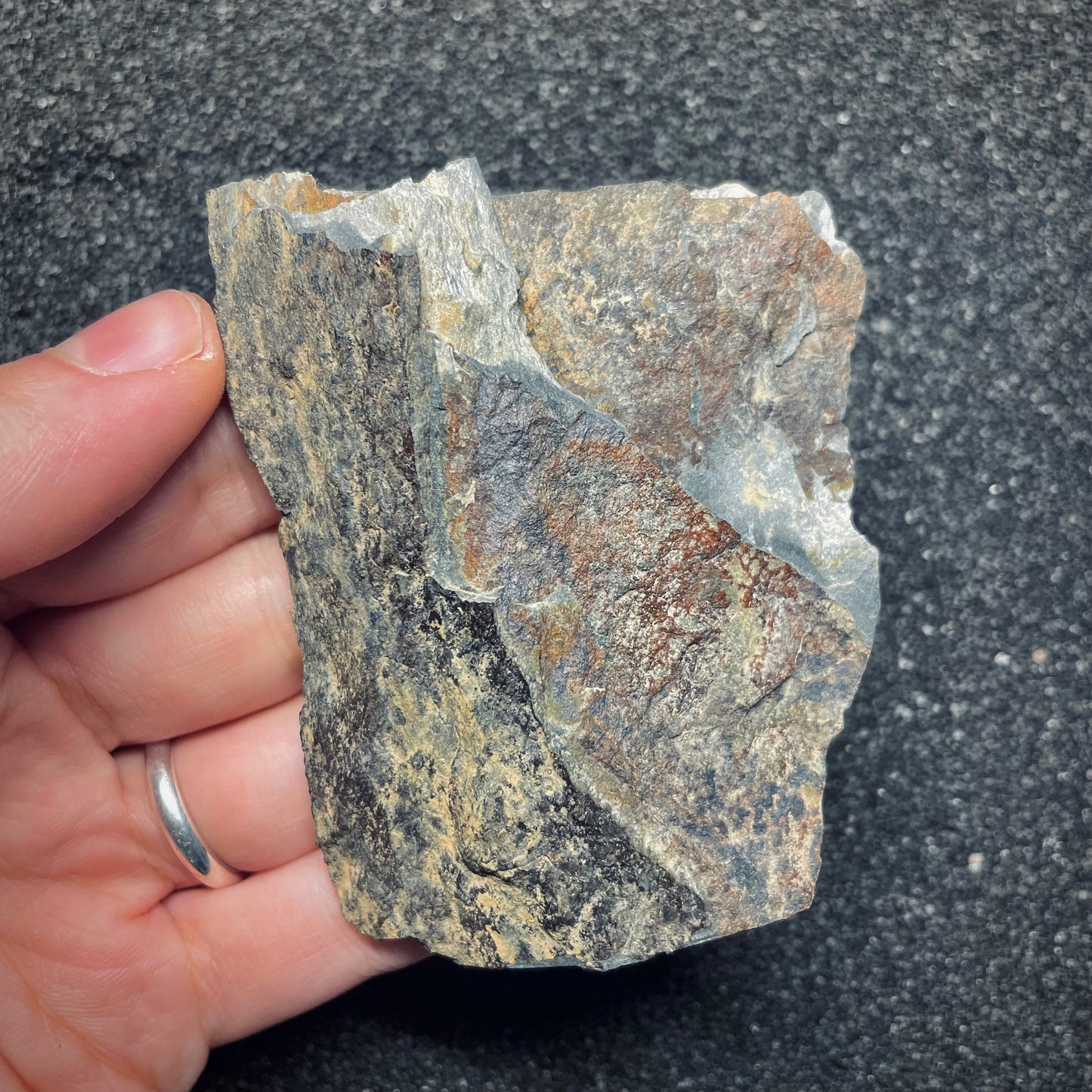 F1575 | Trilobite | Placoparia tournemini