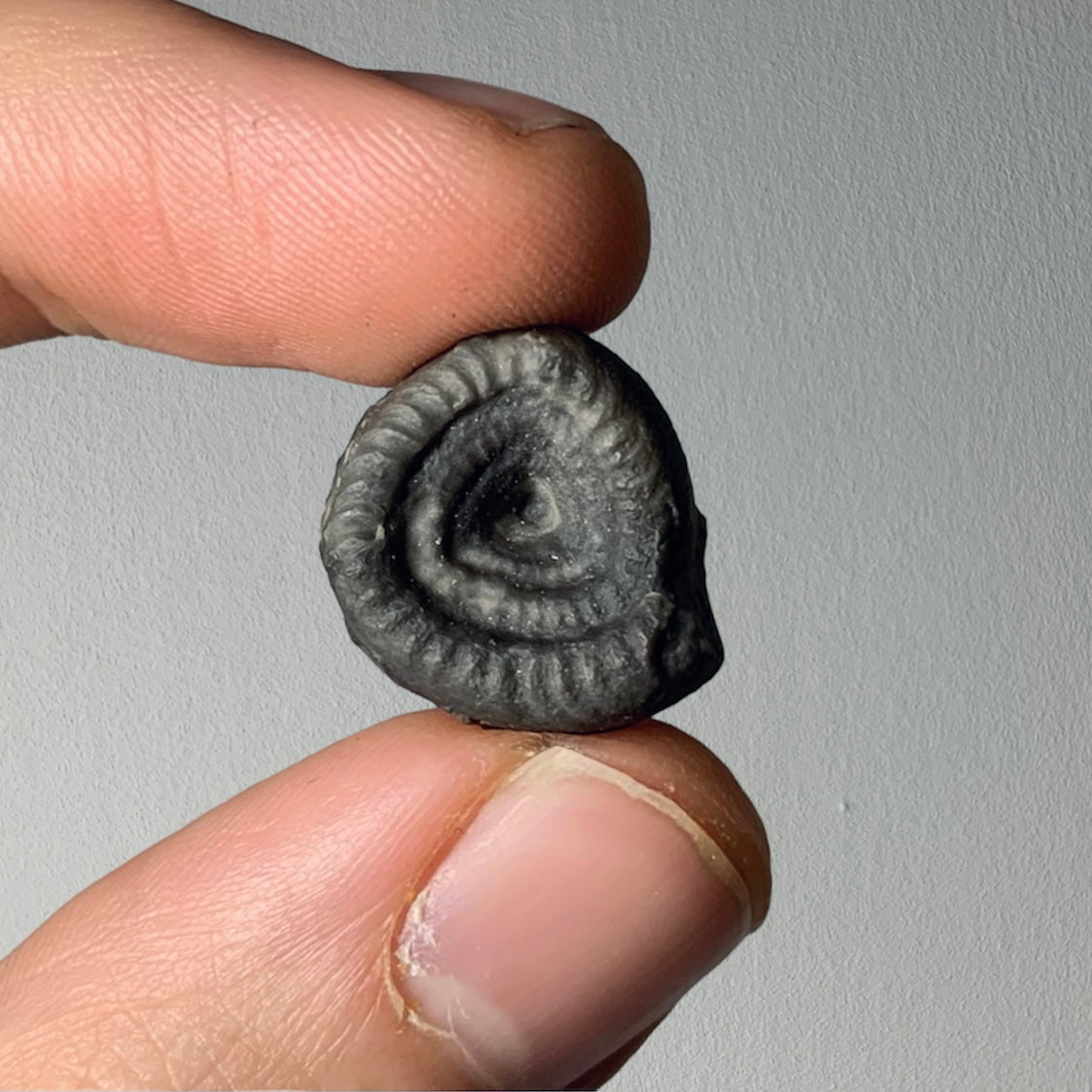 F735 | RARO | Ammonoide | Branneroceras branneri