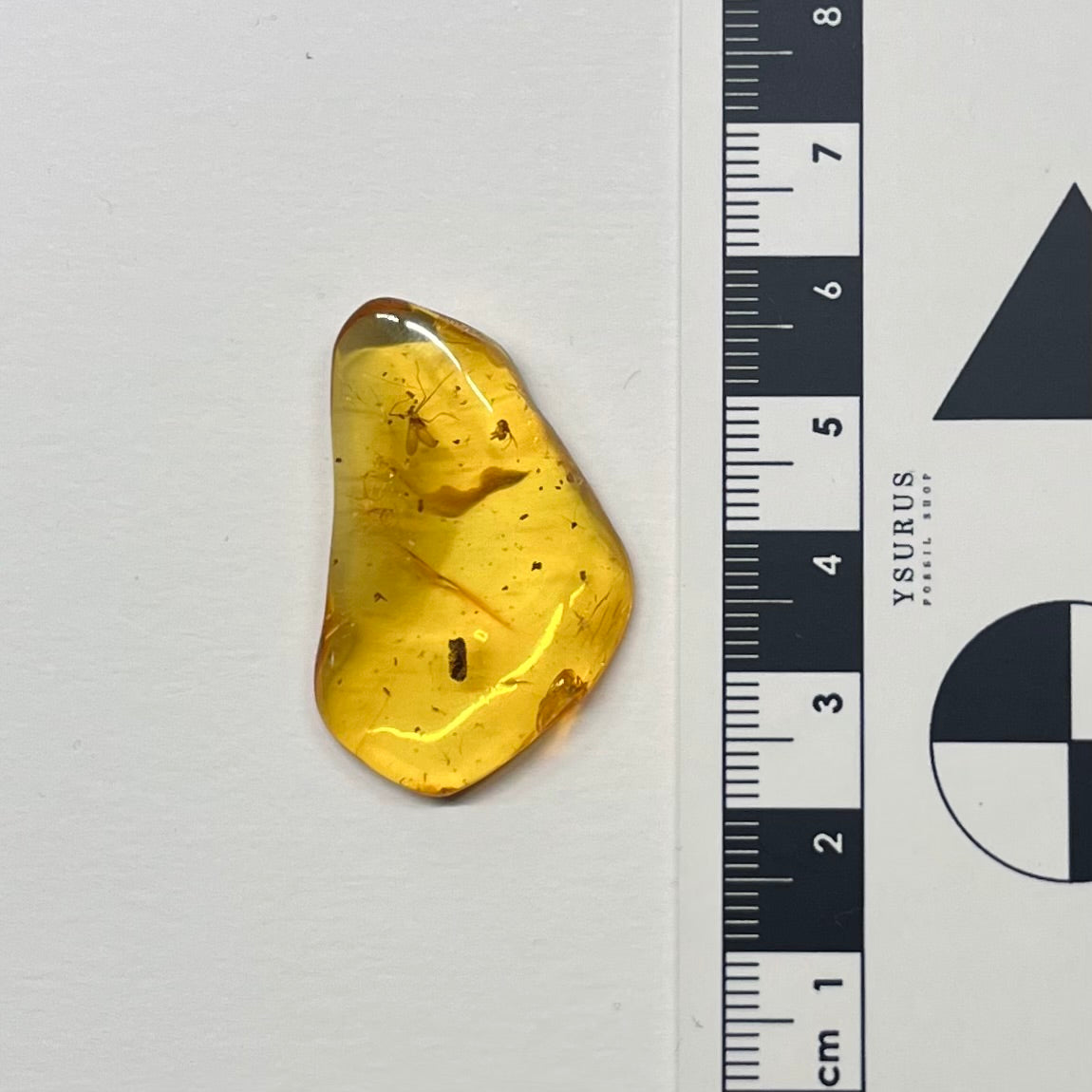 F2833 | Ambra con inclusione | Limoniidae indet. & Araneae indet.