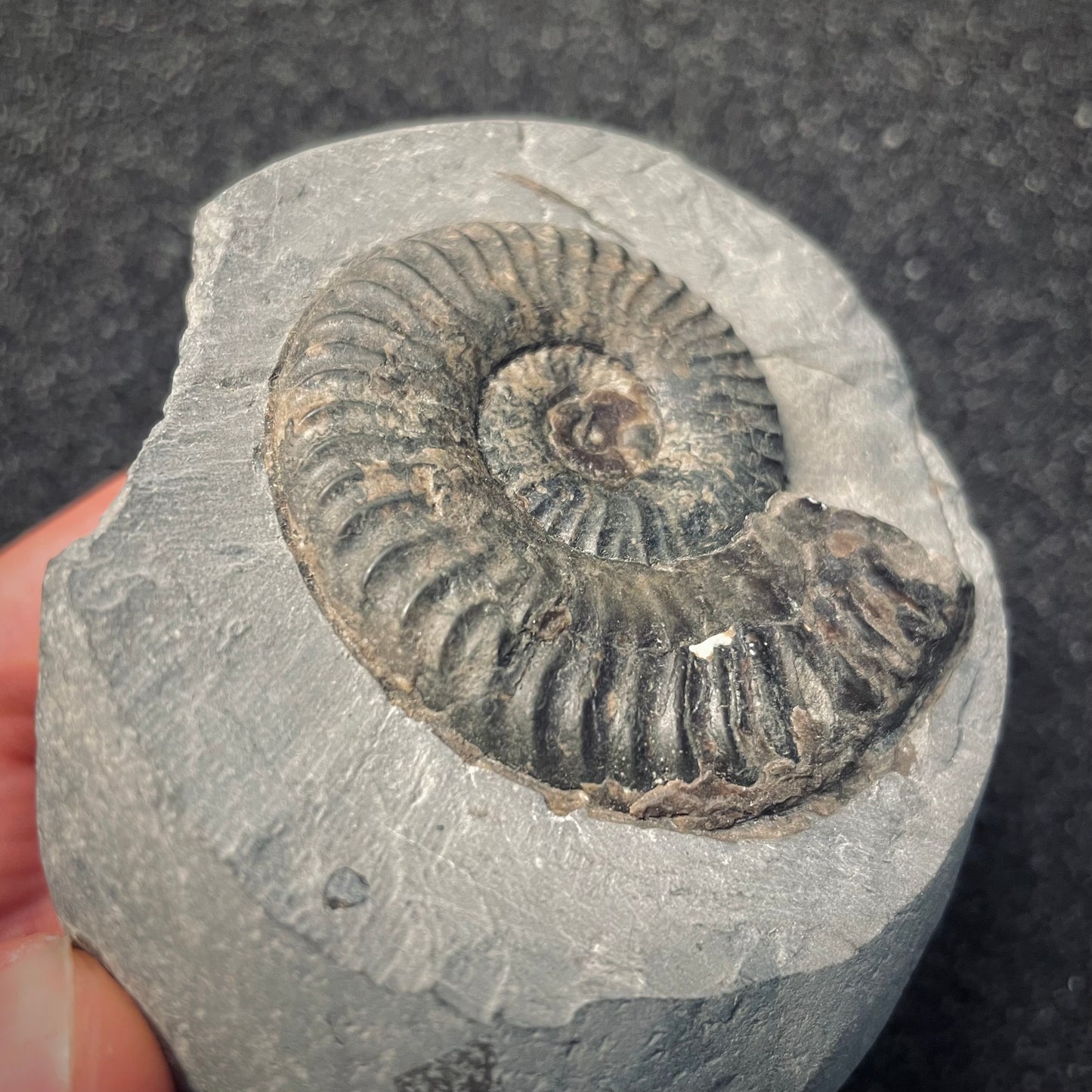 F1982 | Ammonite | Schlothemia sp.
