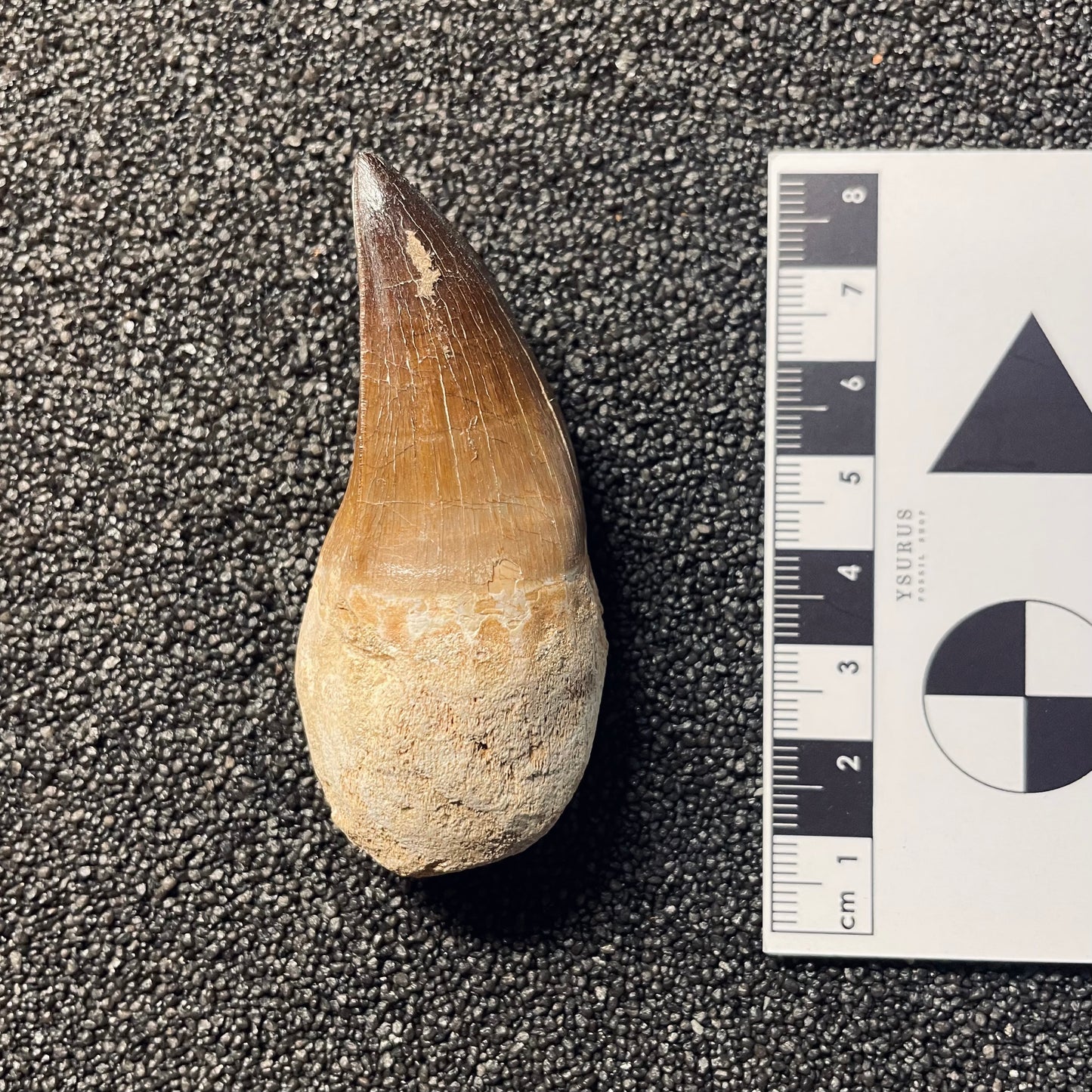 F2116 | Mosasauro | Prognathodon sp.