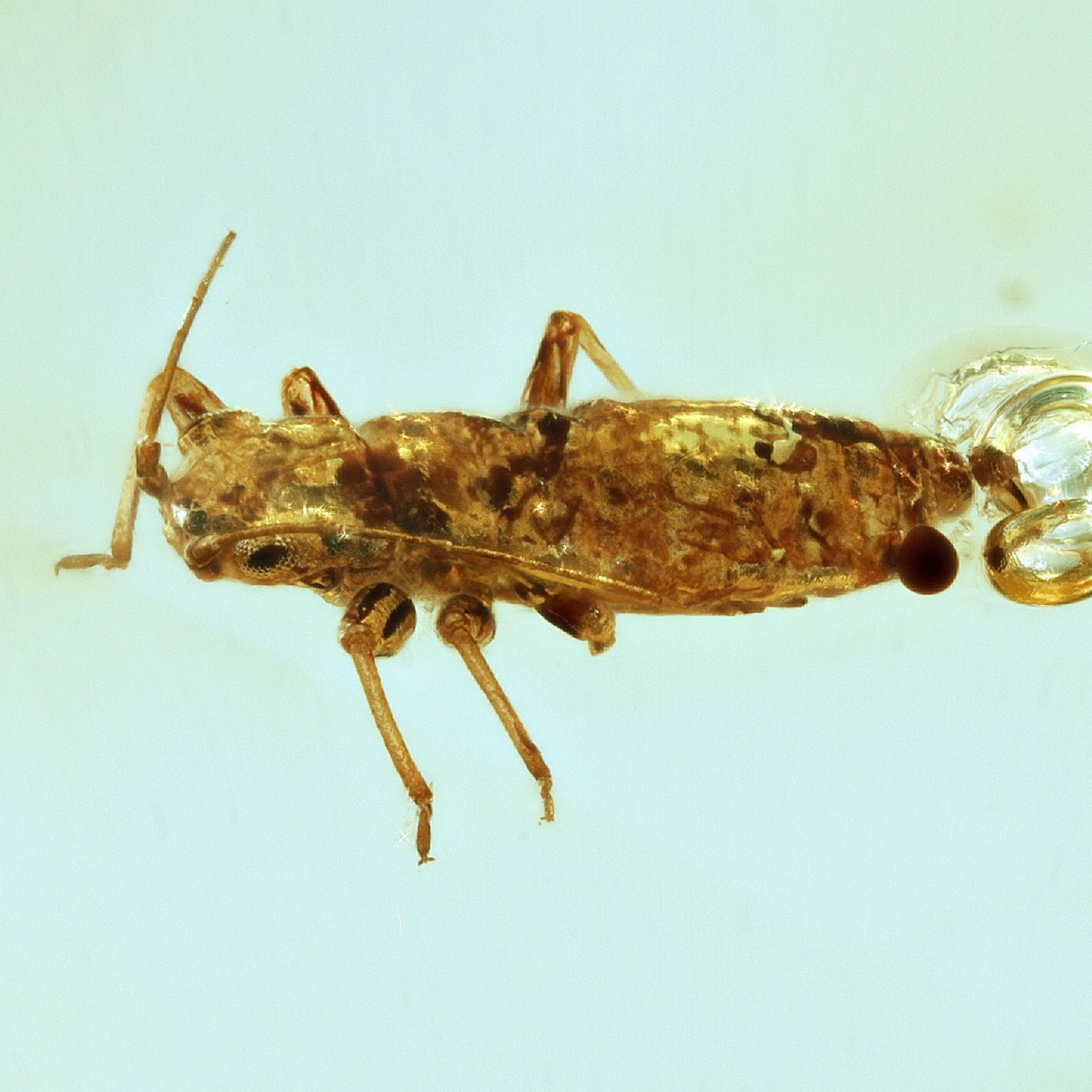 F1743 | Ambra con inclusione | Aphididae indet.