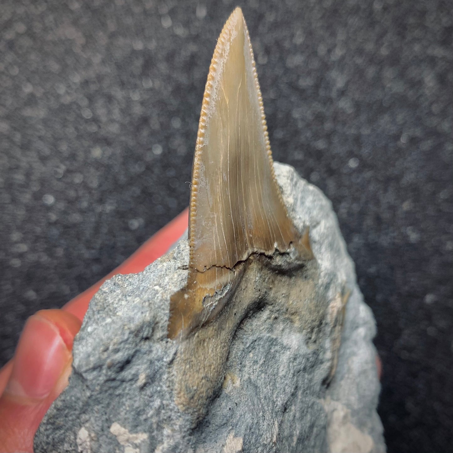 F569 | RARO | Squalo | Otodus angustidens & Carcharhinidae indet.