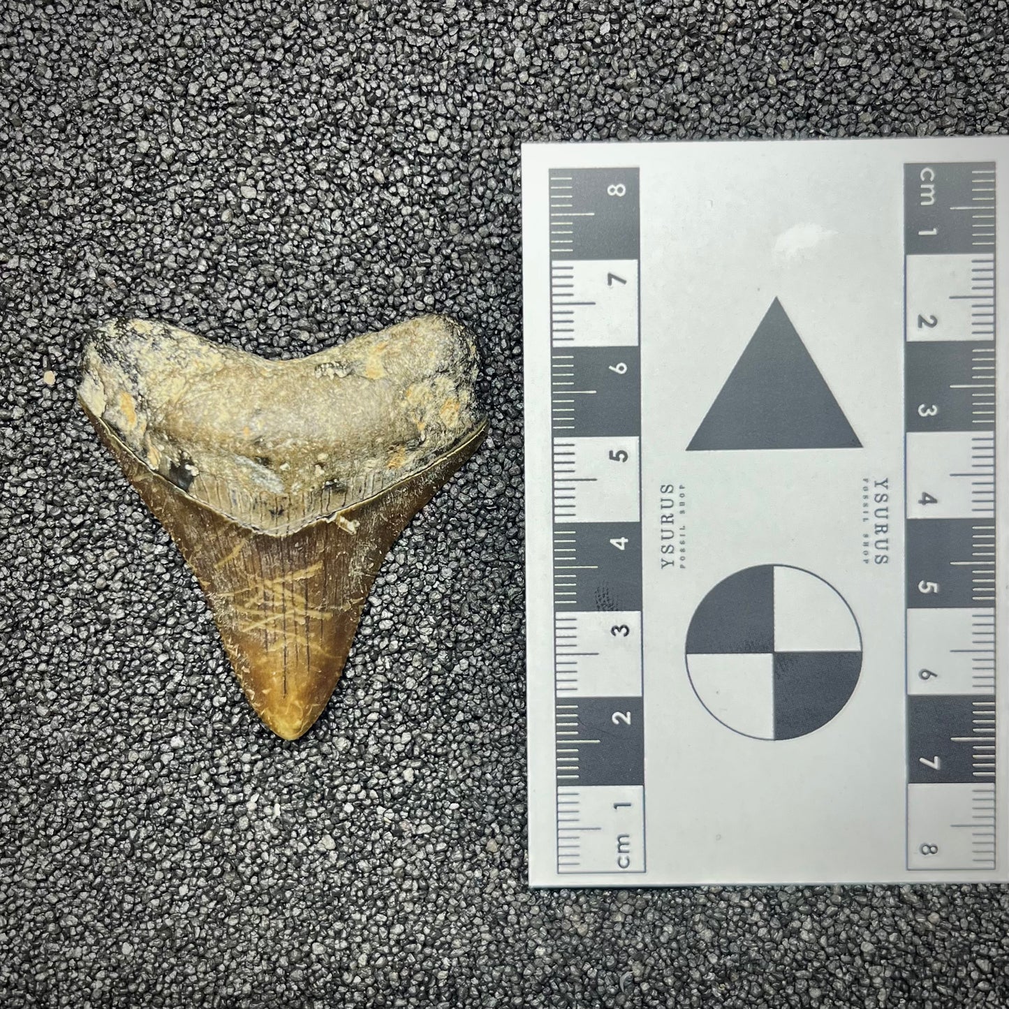 F2872 | Squalo | Otodus megalodon