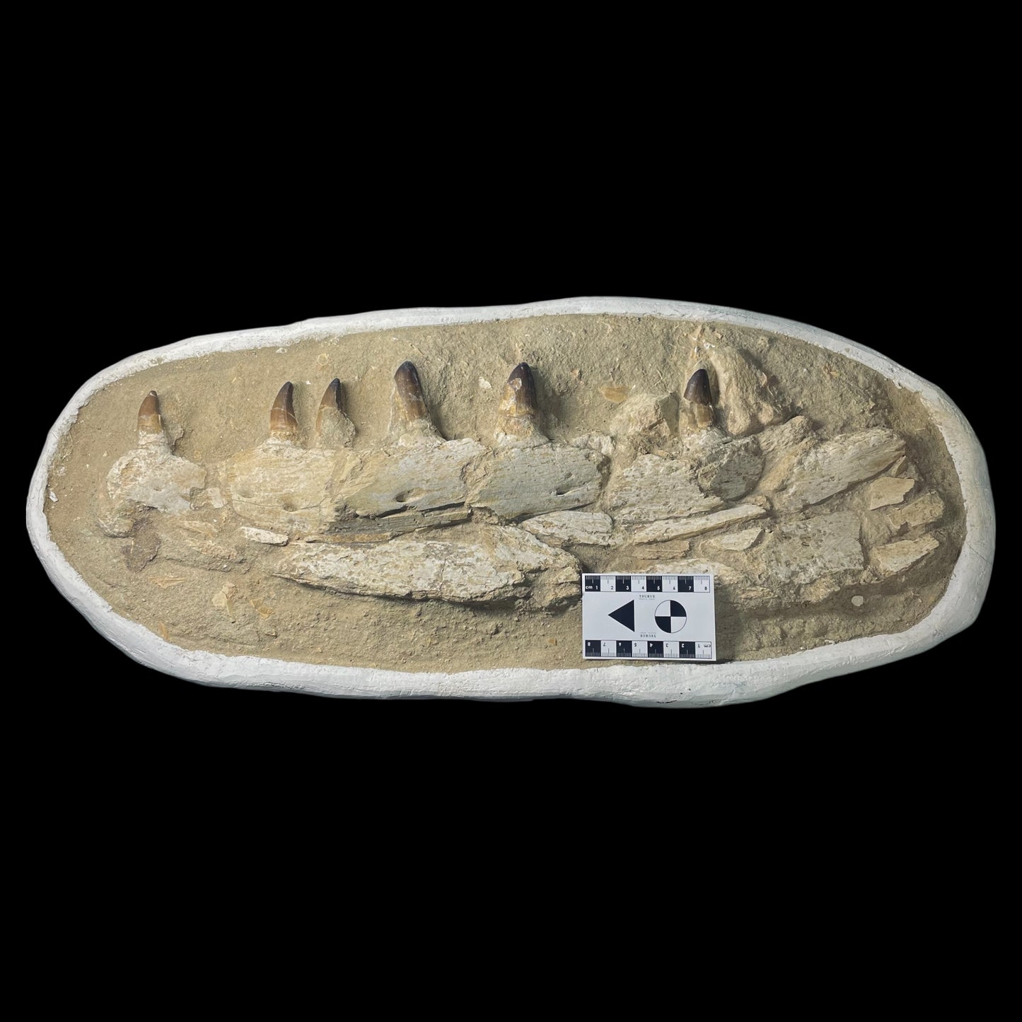 F1984 | Mosasauro | Prognathodon sp.