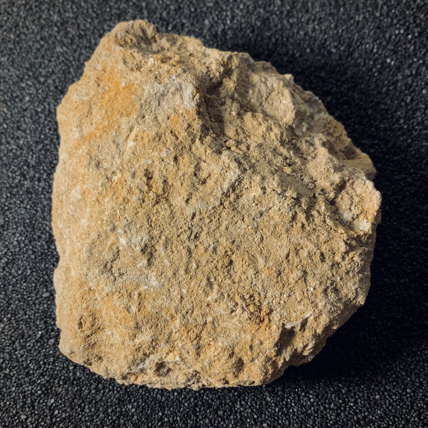 F410 | Pesce | Eodiaphyodus granulosus