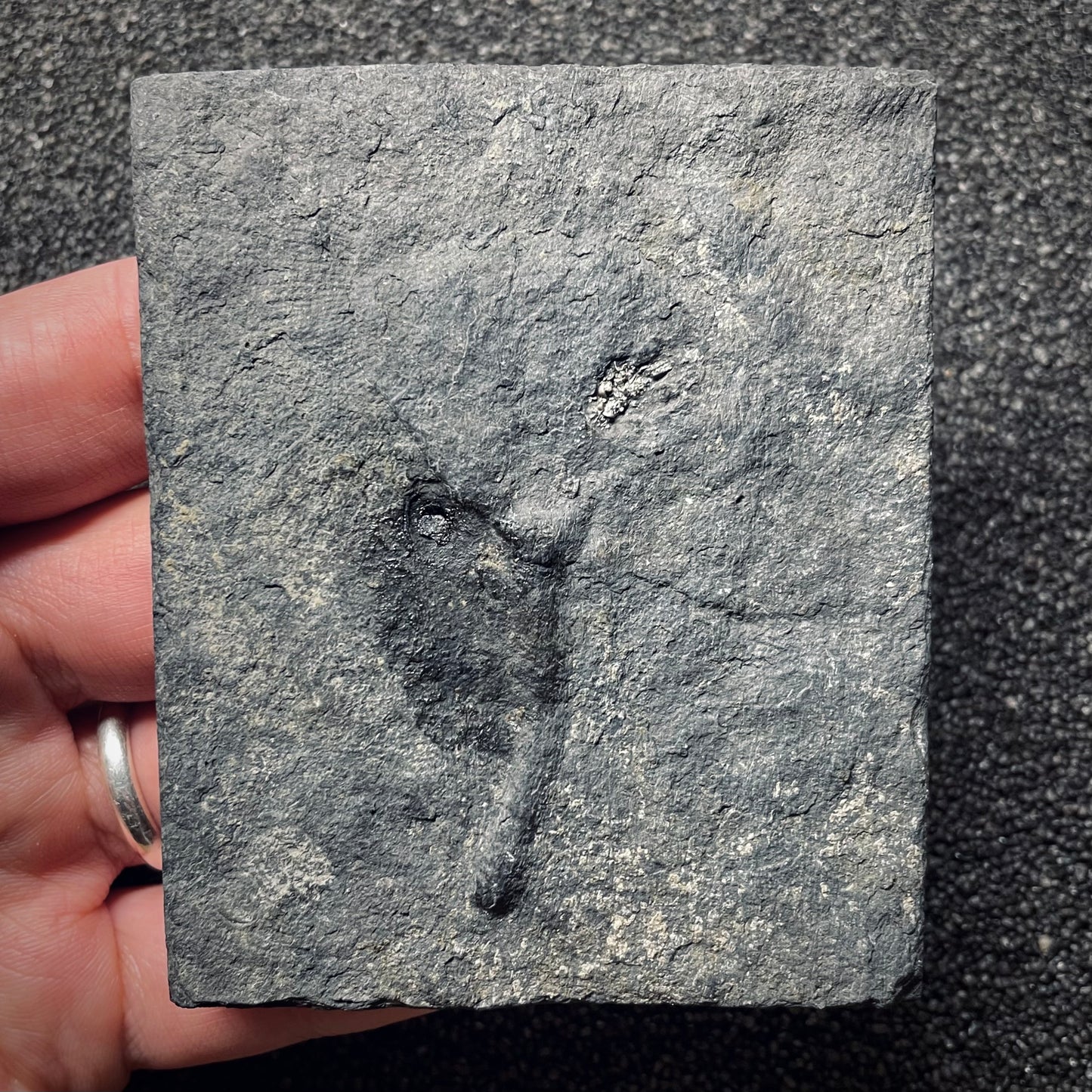 F1305 | Giglio di mare | Traumatocrinus sp.