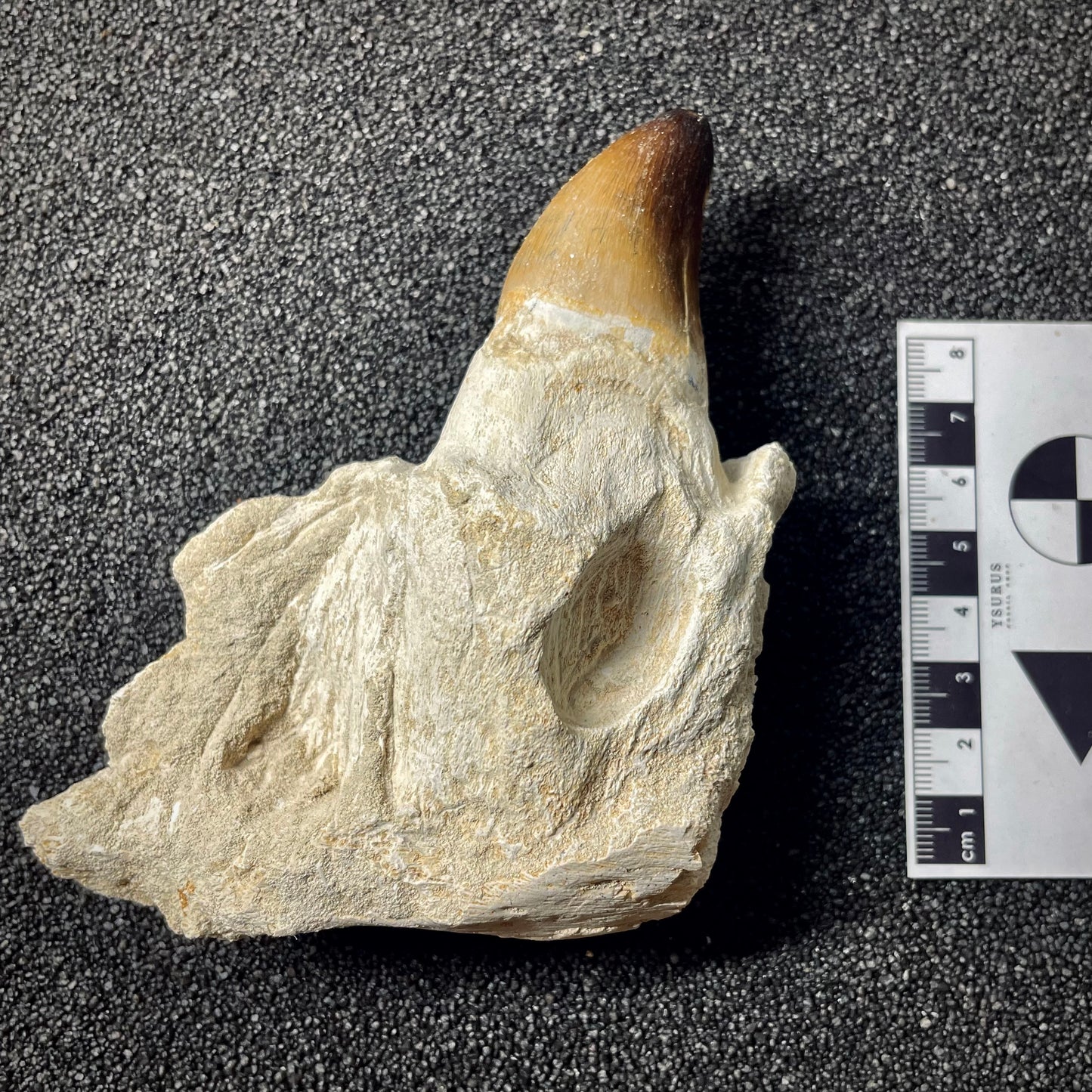 F1987 | RARO | Mosasauro | Prognathodon curii