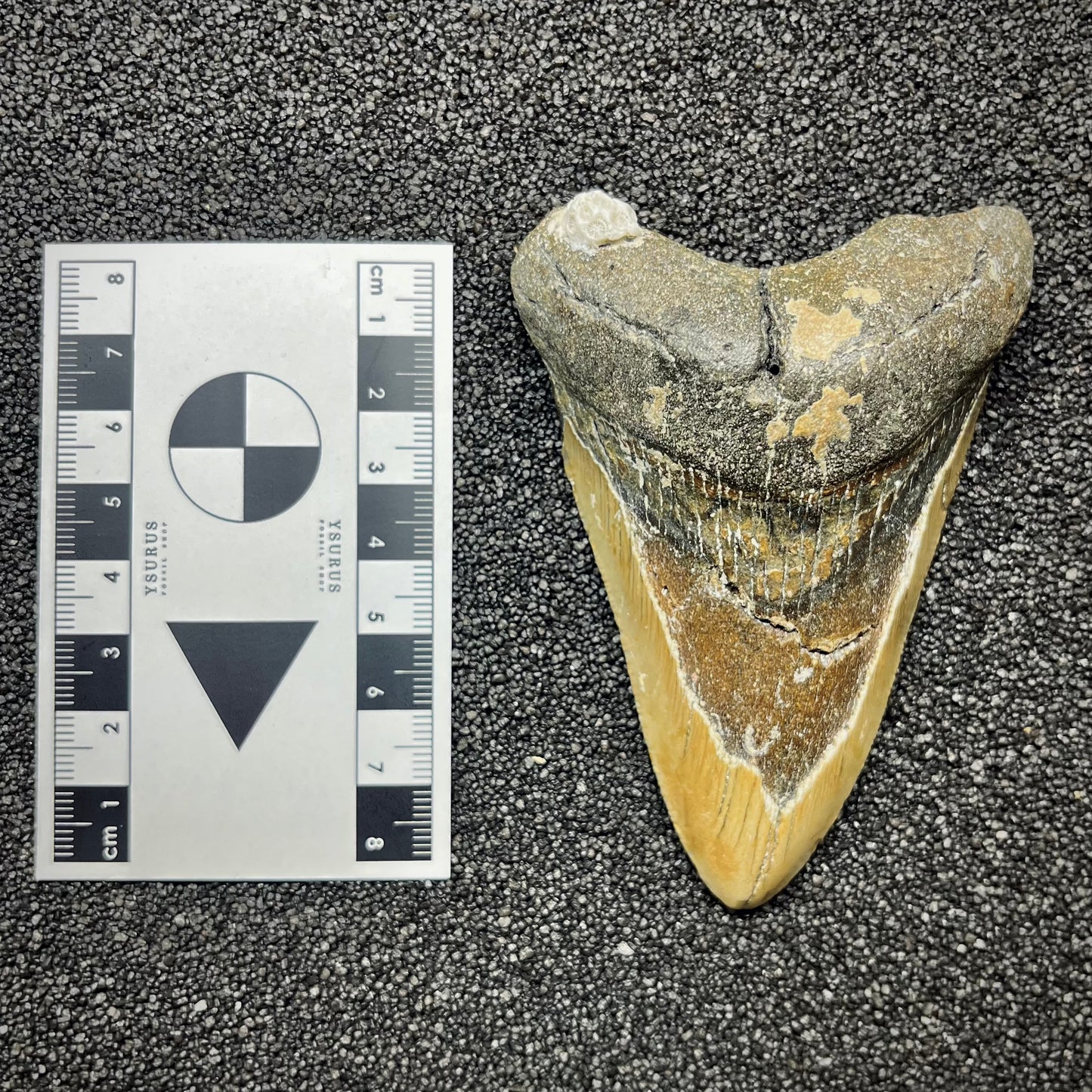F2921 | Squalo | Otodus megalodon