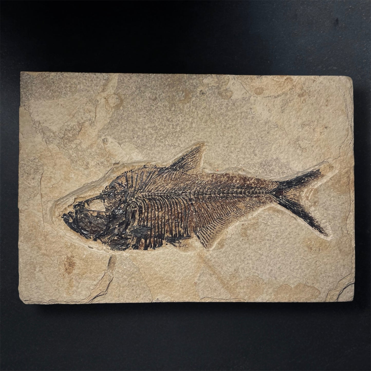F1967 | Pesce | Diplomystus dentatus