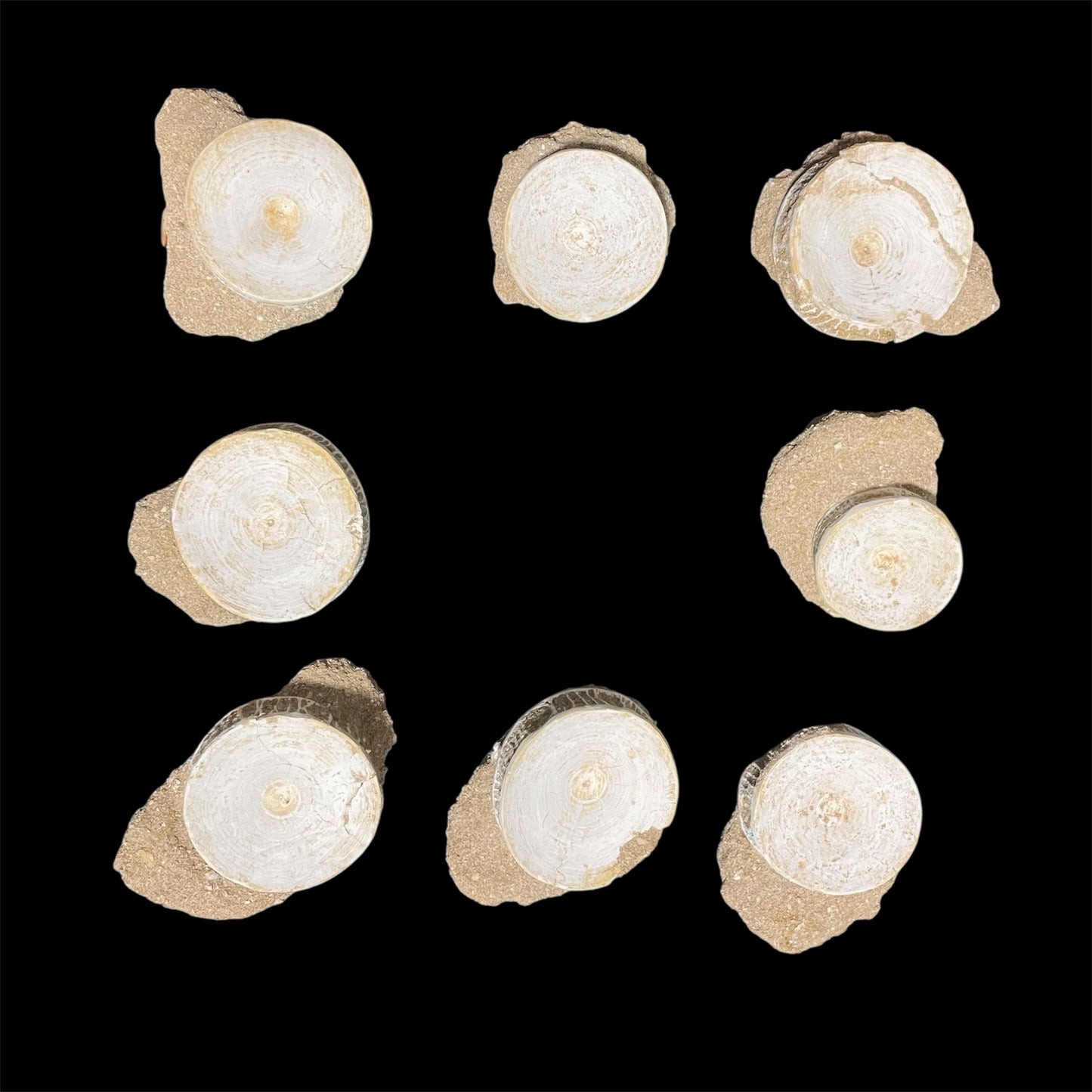 F1834 | RARO | Squalo | Selachimorpha indet.