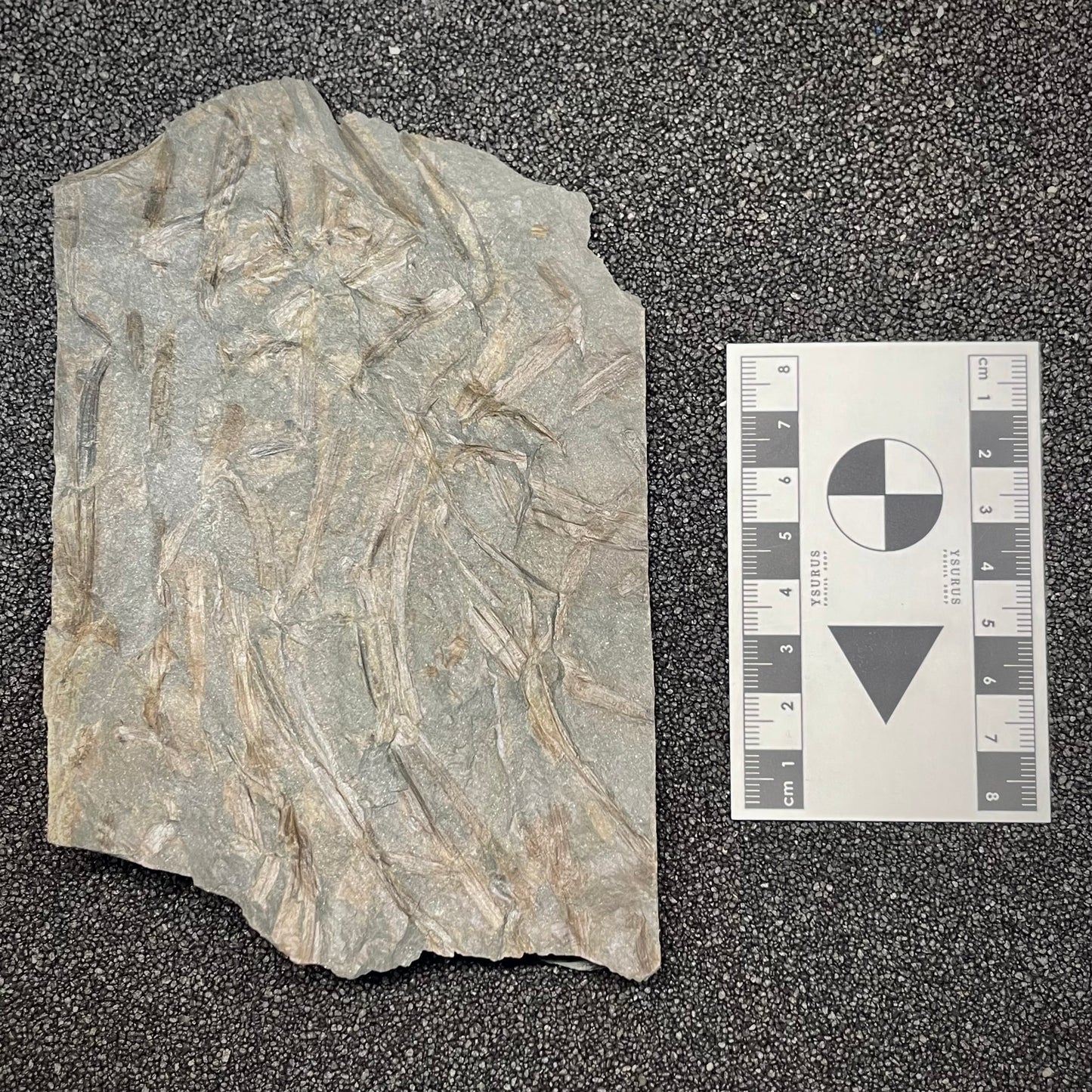F2988 | Pianta | Zosterophyllum rhenanum