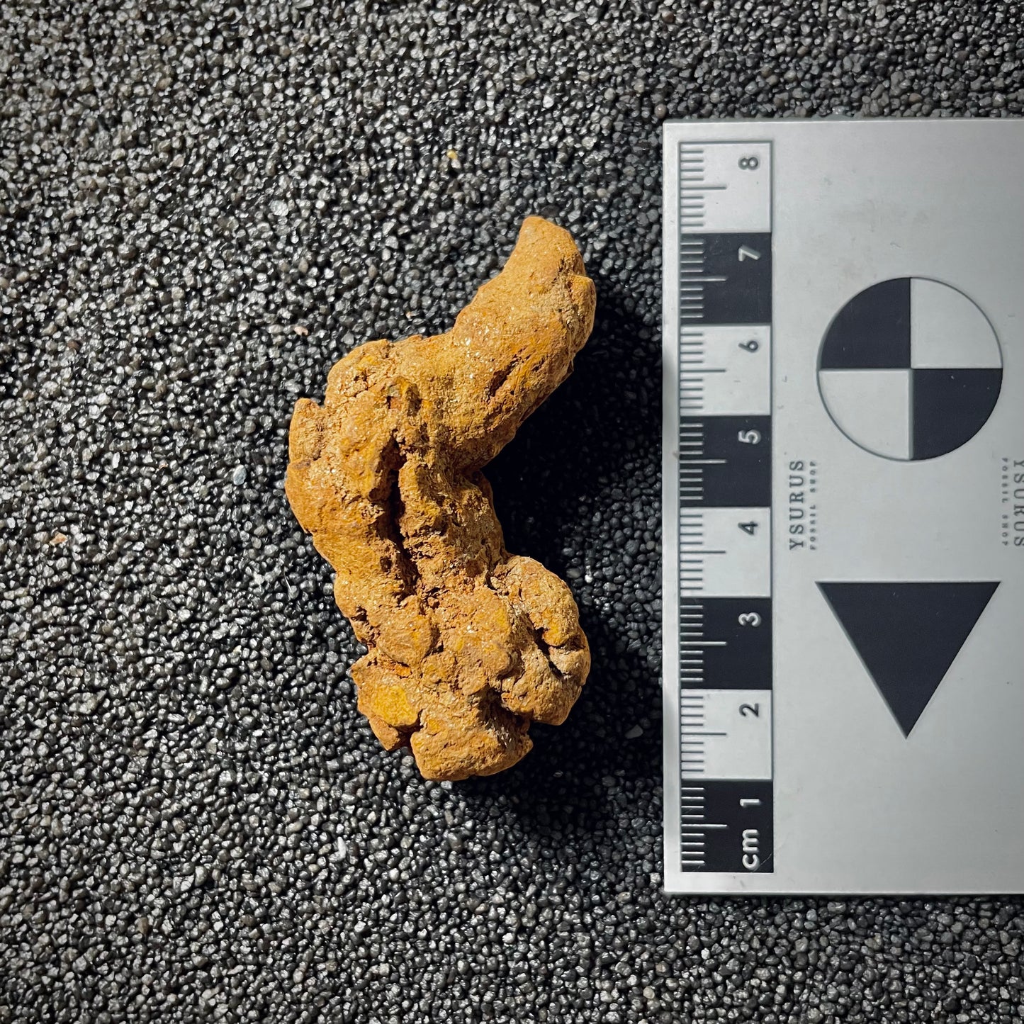 F2072 | Coprolite - Cololite | Testuggine