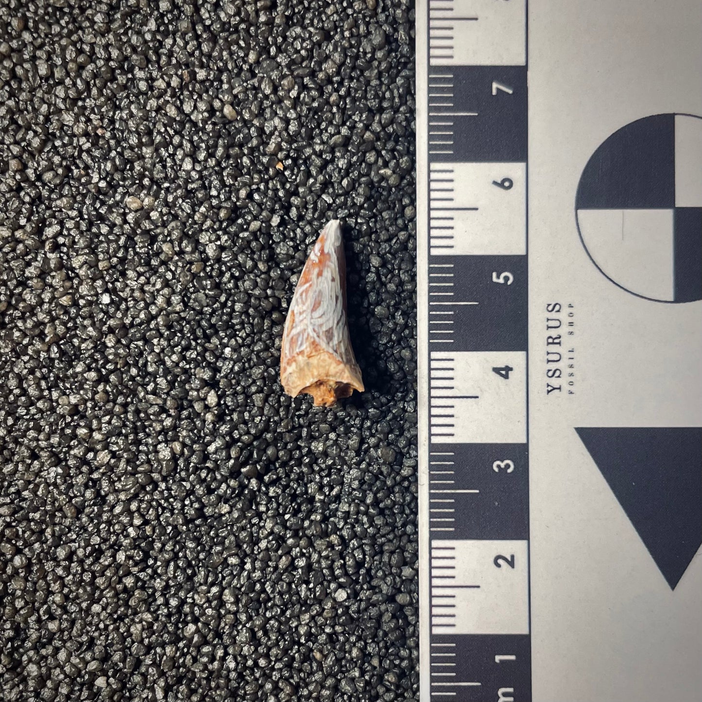 F1860 | Fitosauro | Phytosauridae indet.