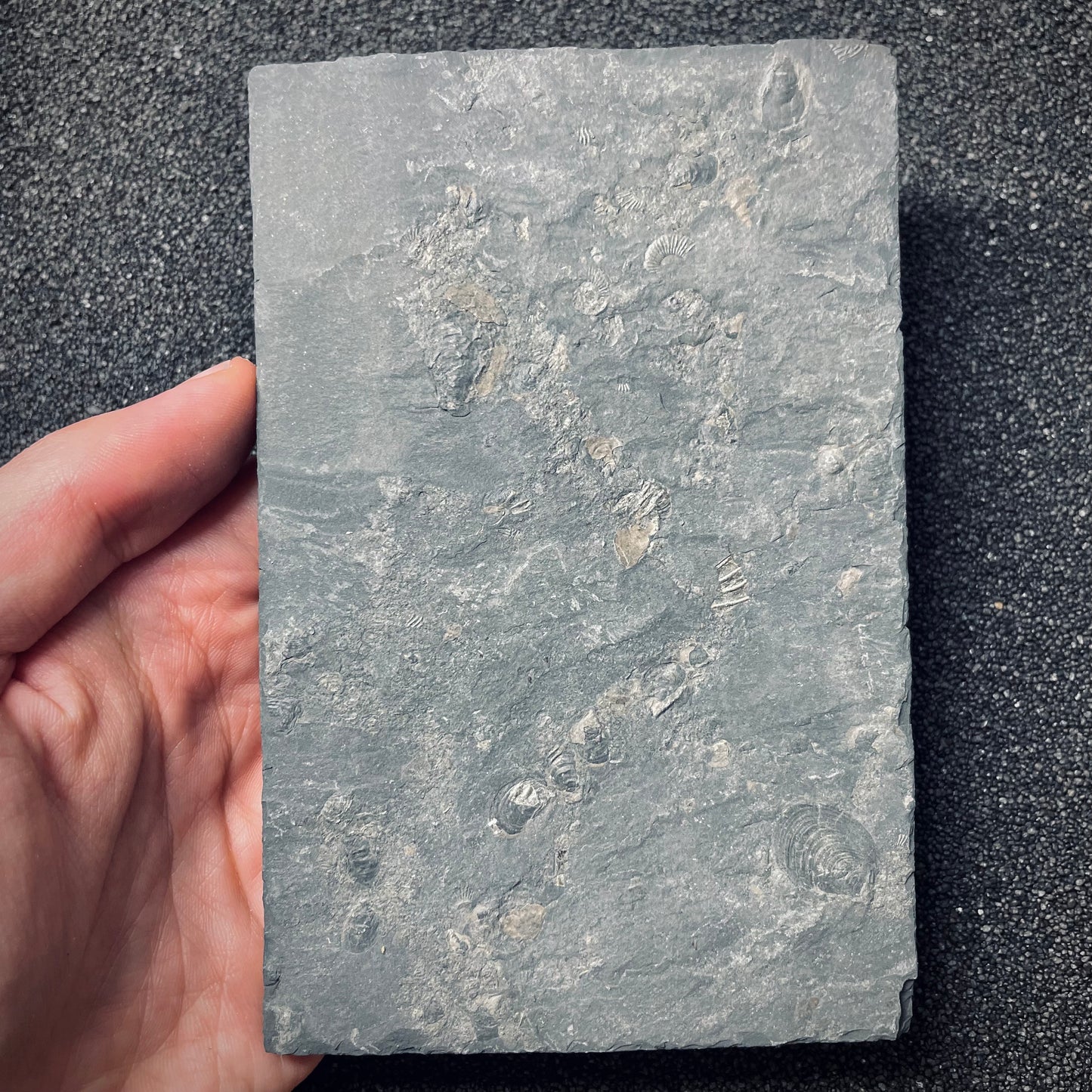 FNP20 | Fossile da preparare | Ammonite | Dactylioceras commune & Harpoceras falcifer