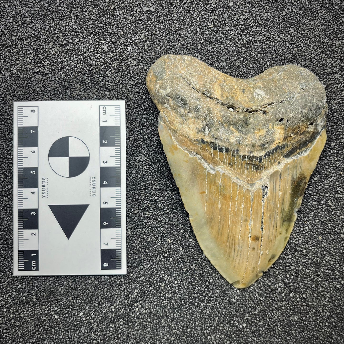 F2924 | Squalo | Otodus megalodon