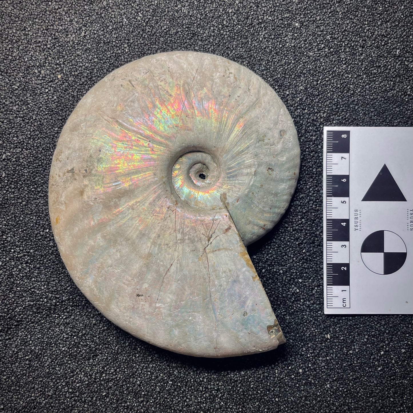F1974 | Ammonite | Cleoniceras sp.