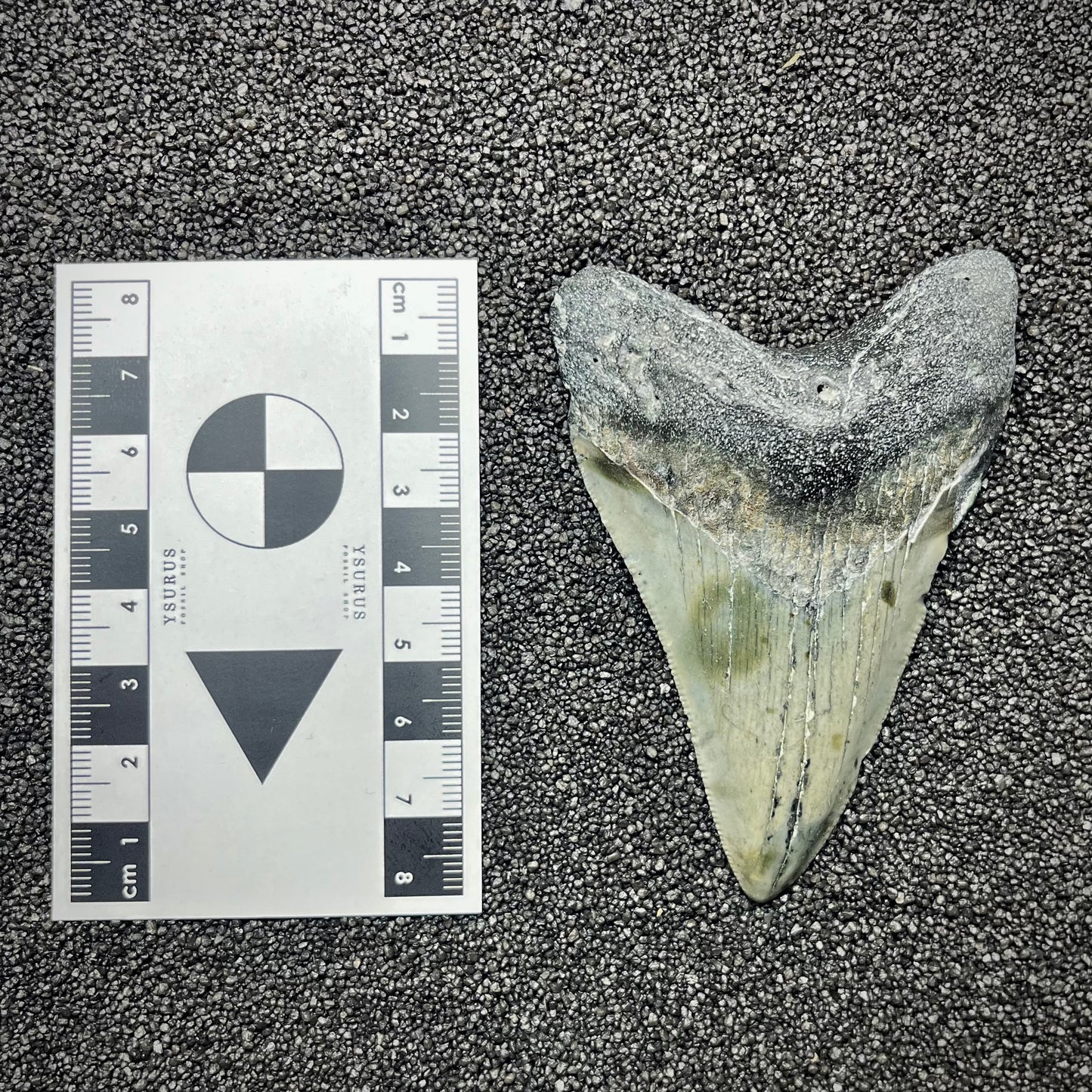 F2922 | Squalo | Otodus megalodon