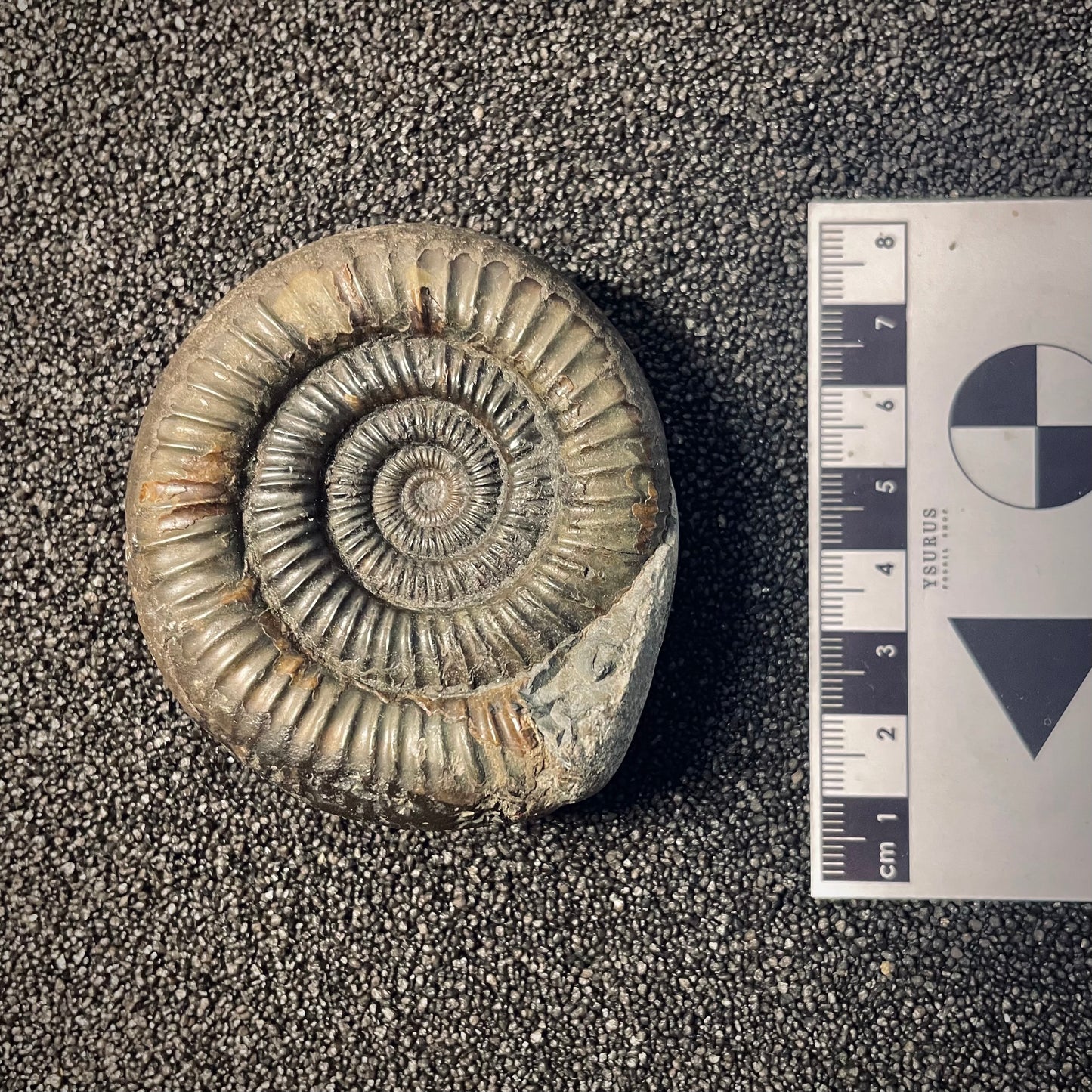 F1981 | Ammonite | Dactylioceras commune