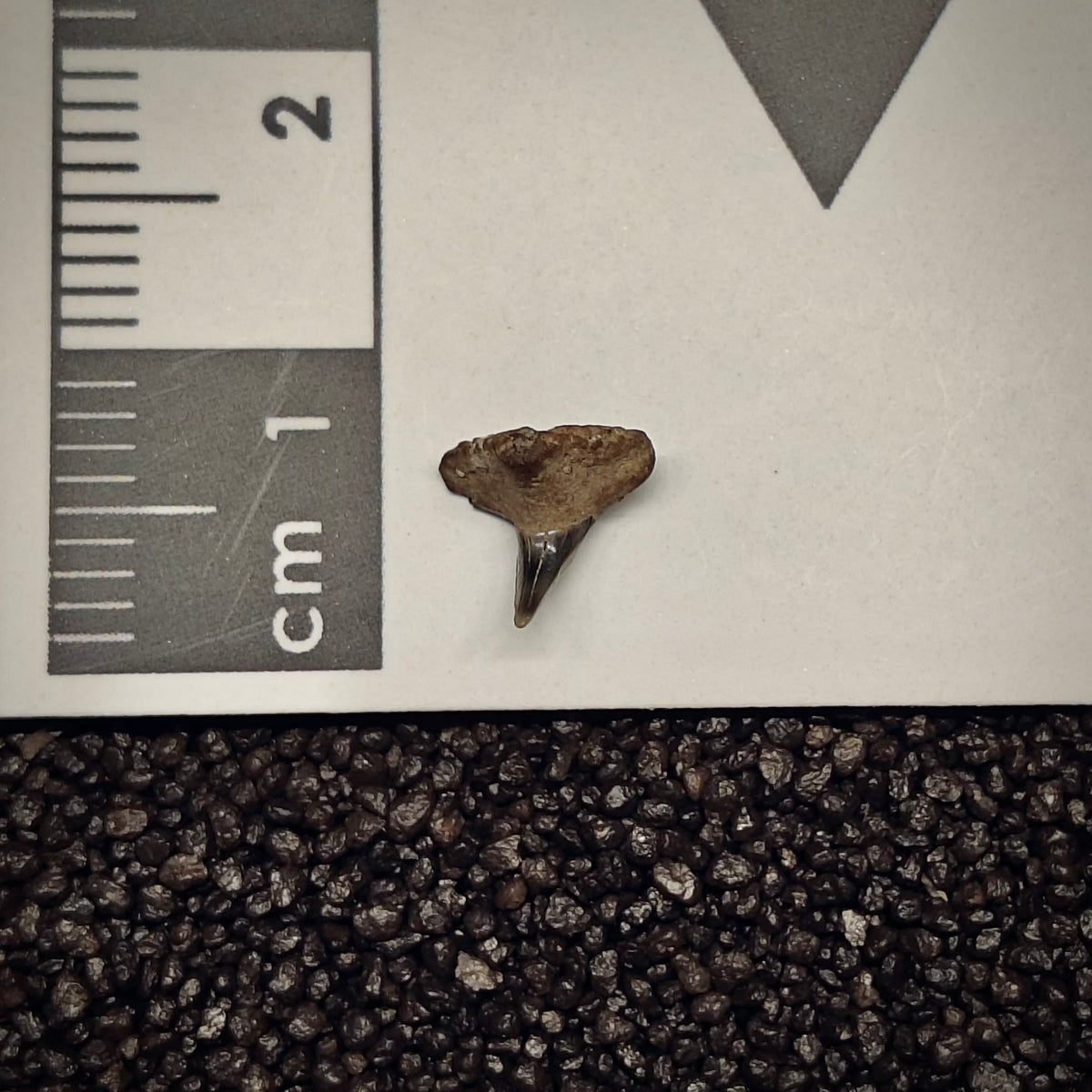 F3022 | Squalo | Squatina sp.