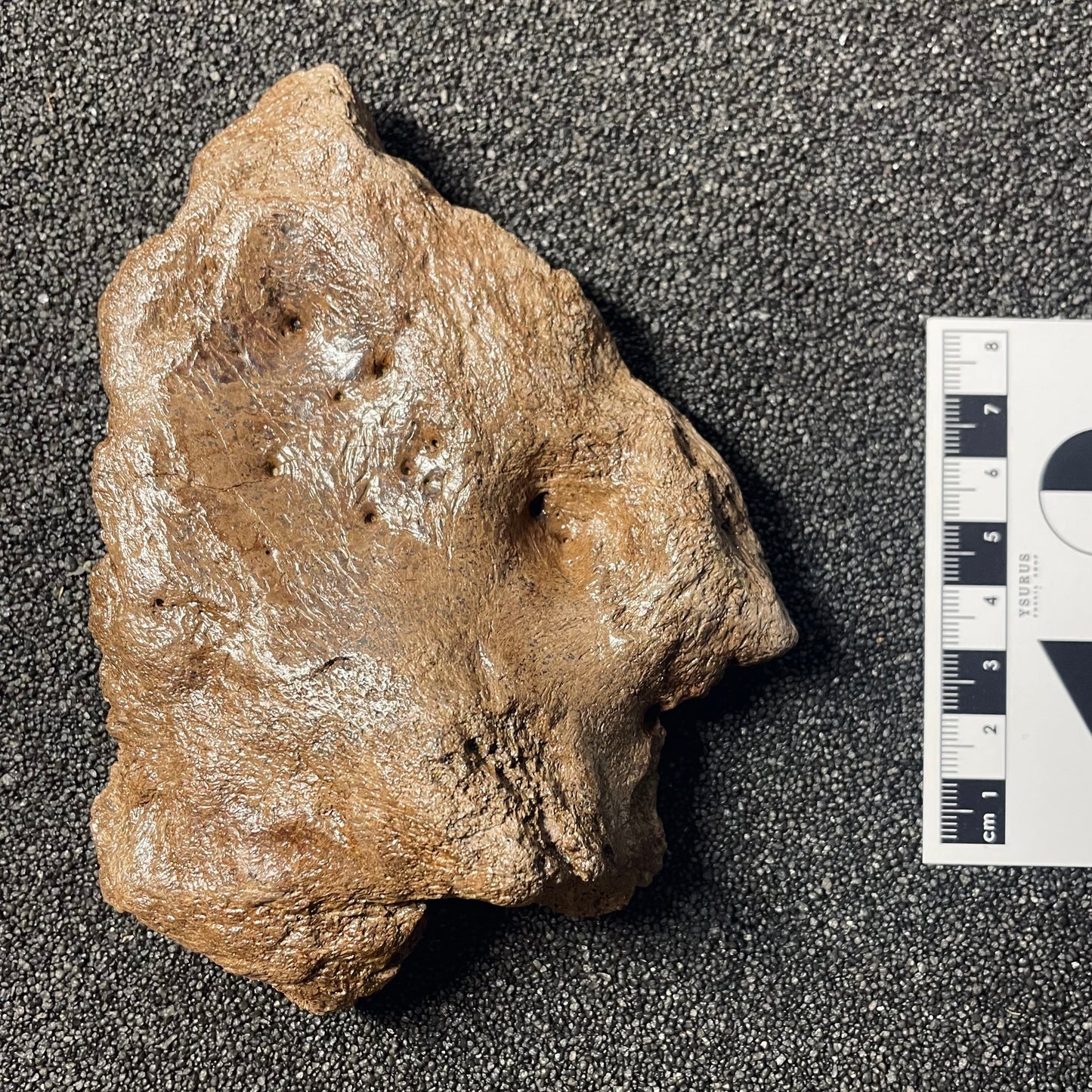 F2254 | Dinosauro | Triceratops sp.