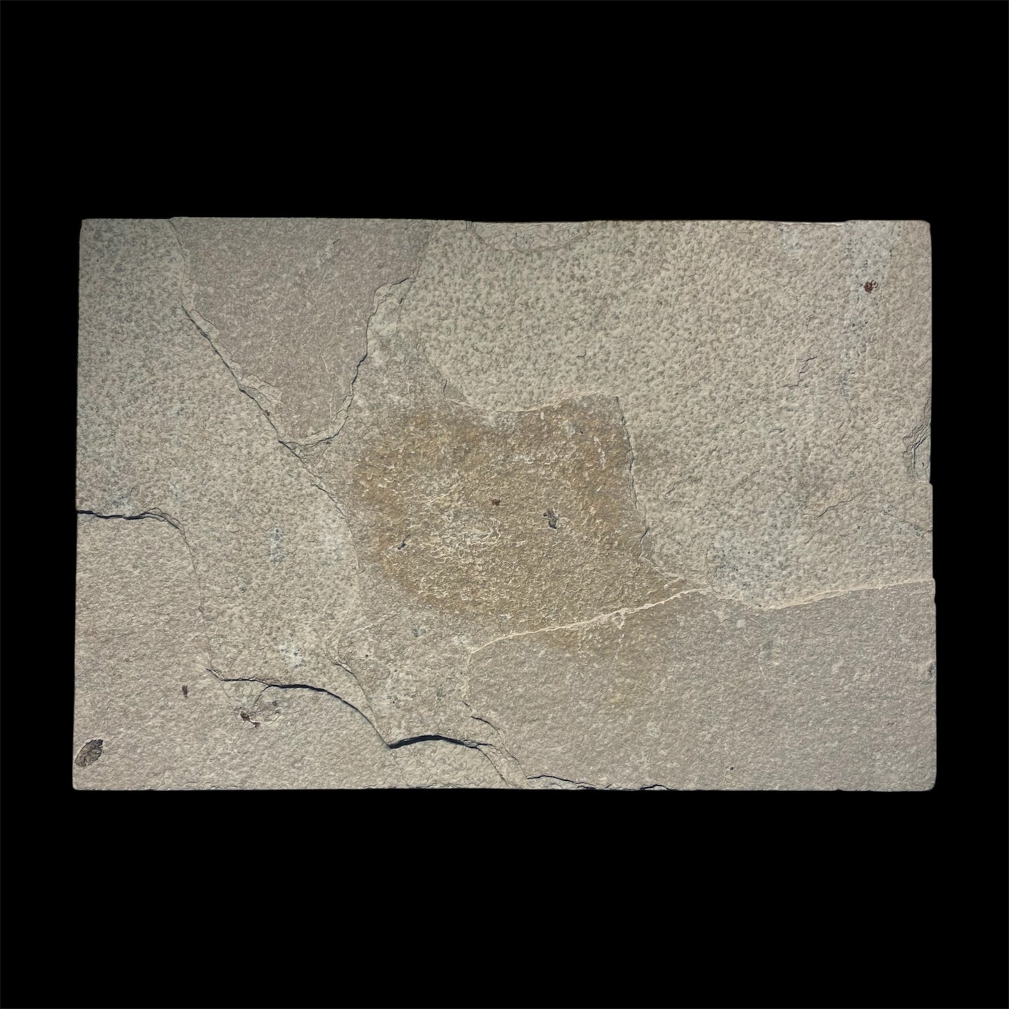 F1962 | Pesce | Diplomystus dentatus