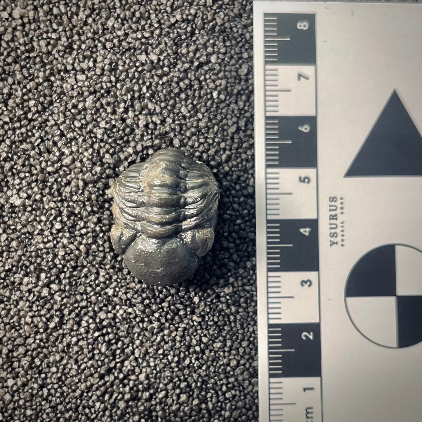 F2603 | Trilobite | Phacopidae indet.