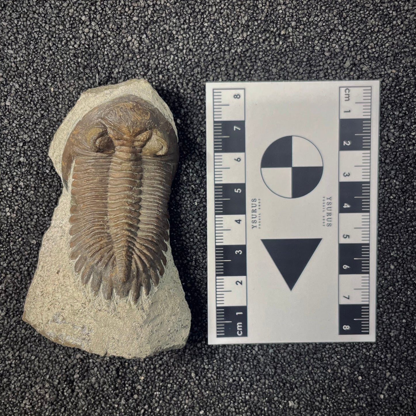 F2620 | Trilobite | Hollardops sp.