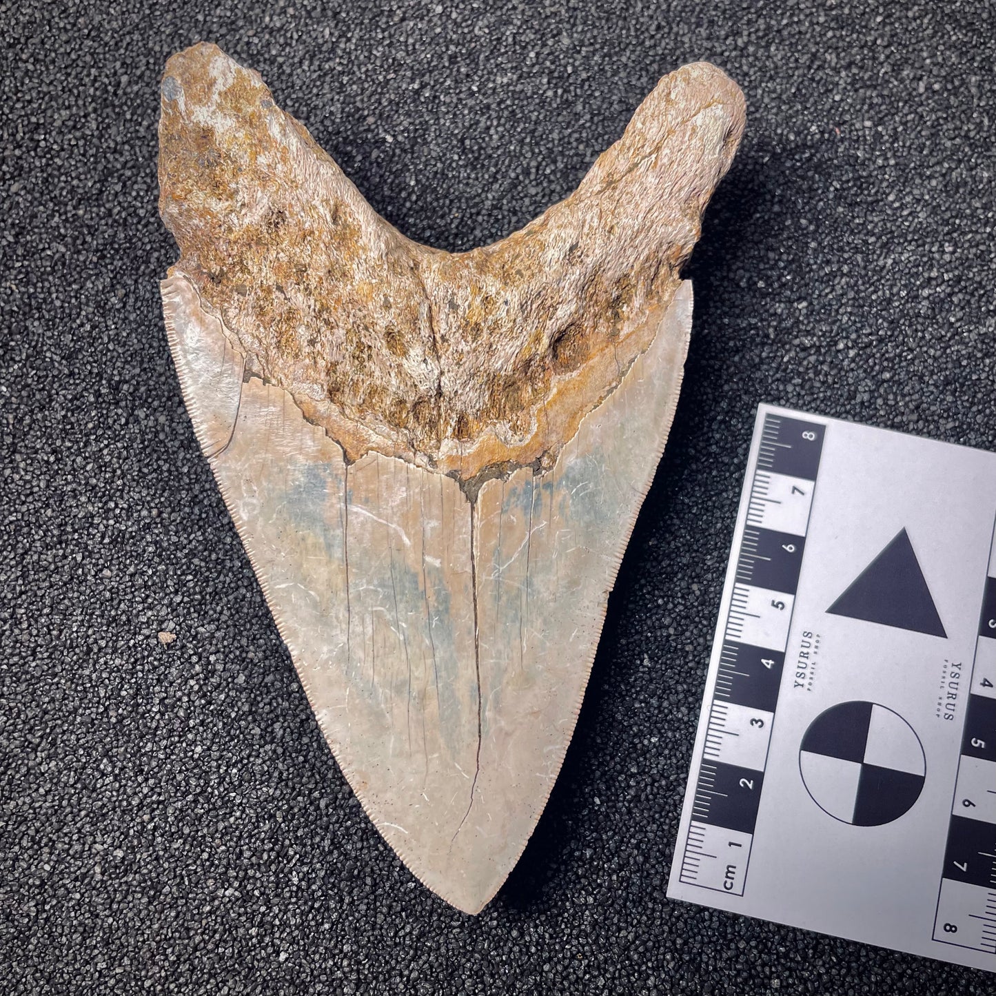 F1479 | Squalo | Otodus megalodon