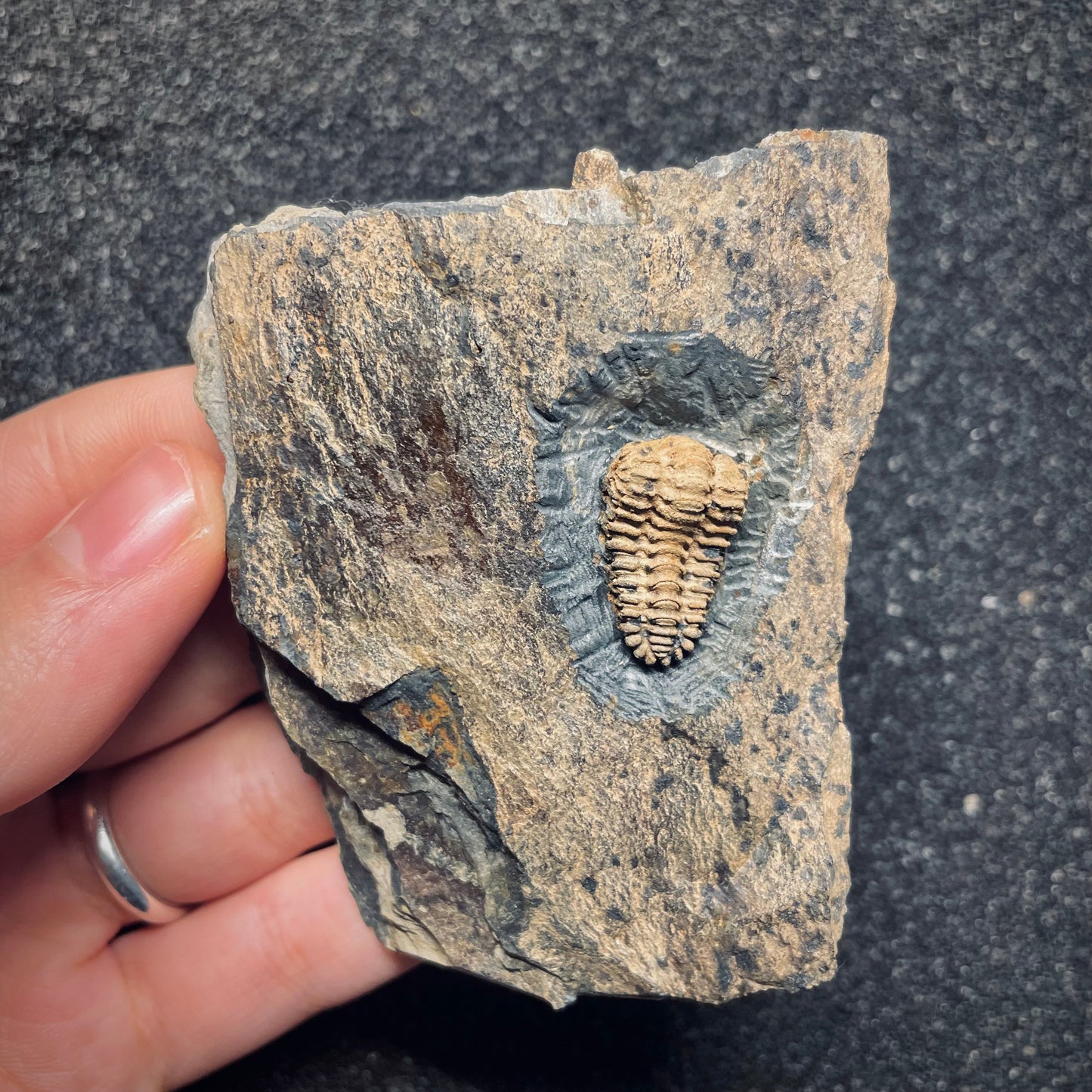 F1575 | Trilobite | Placoparia tournemini