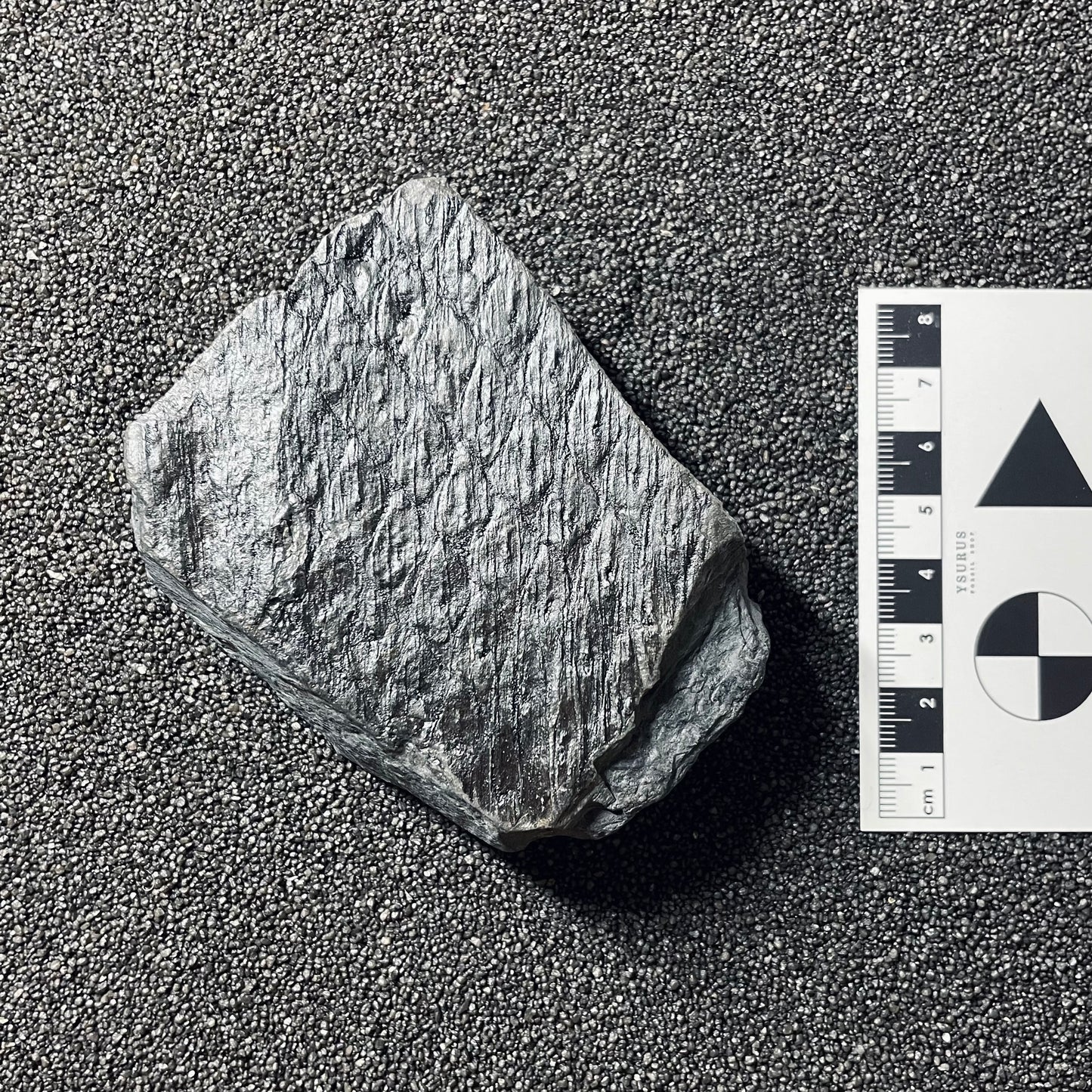 F2489 | Pianta | Lepidodendrales indet.