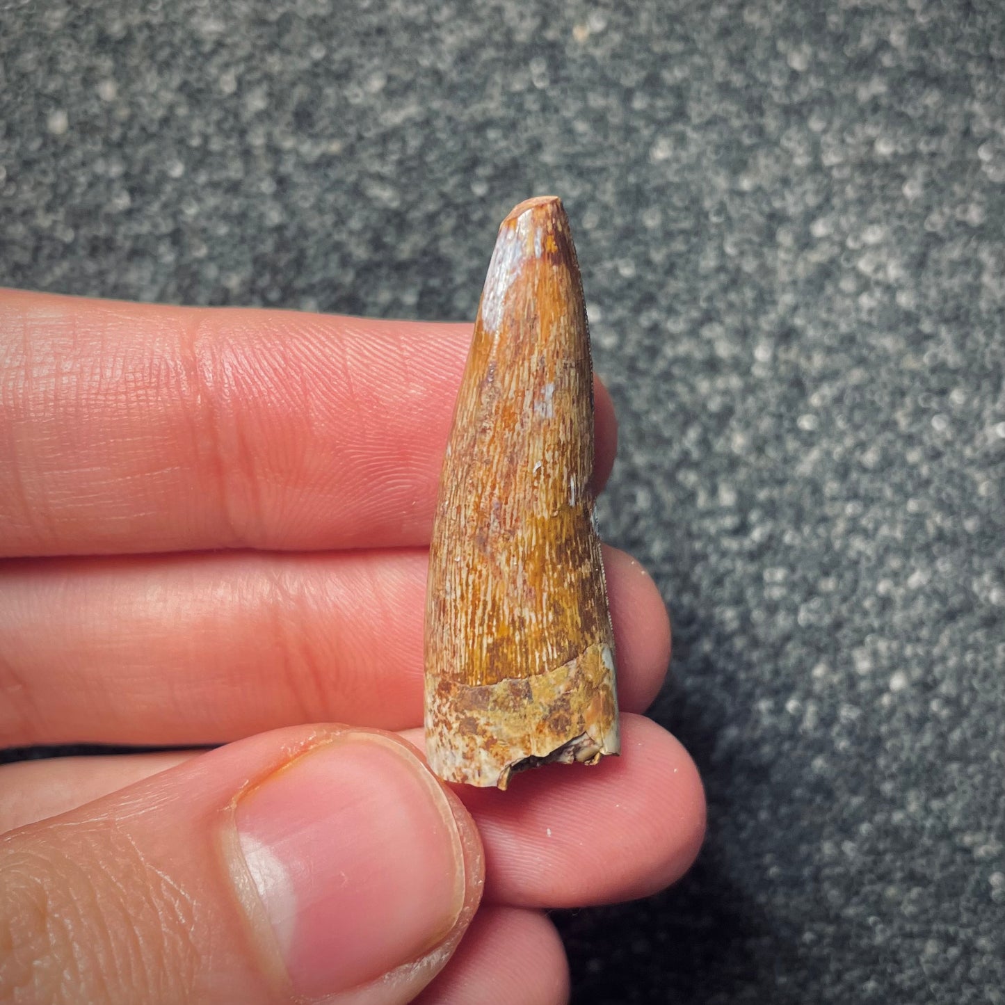 F1859 | Fitosauro | Phytosauridae indet.