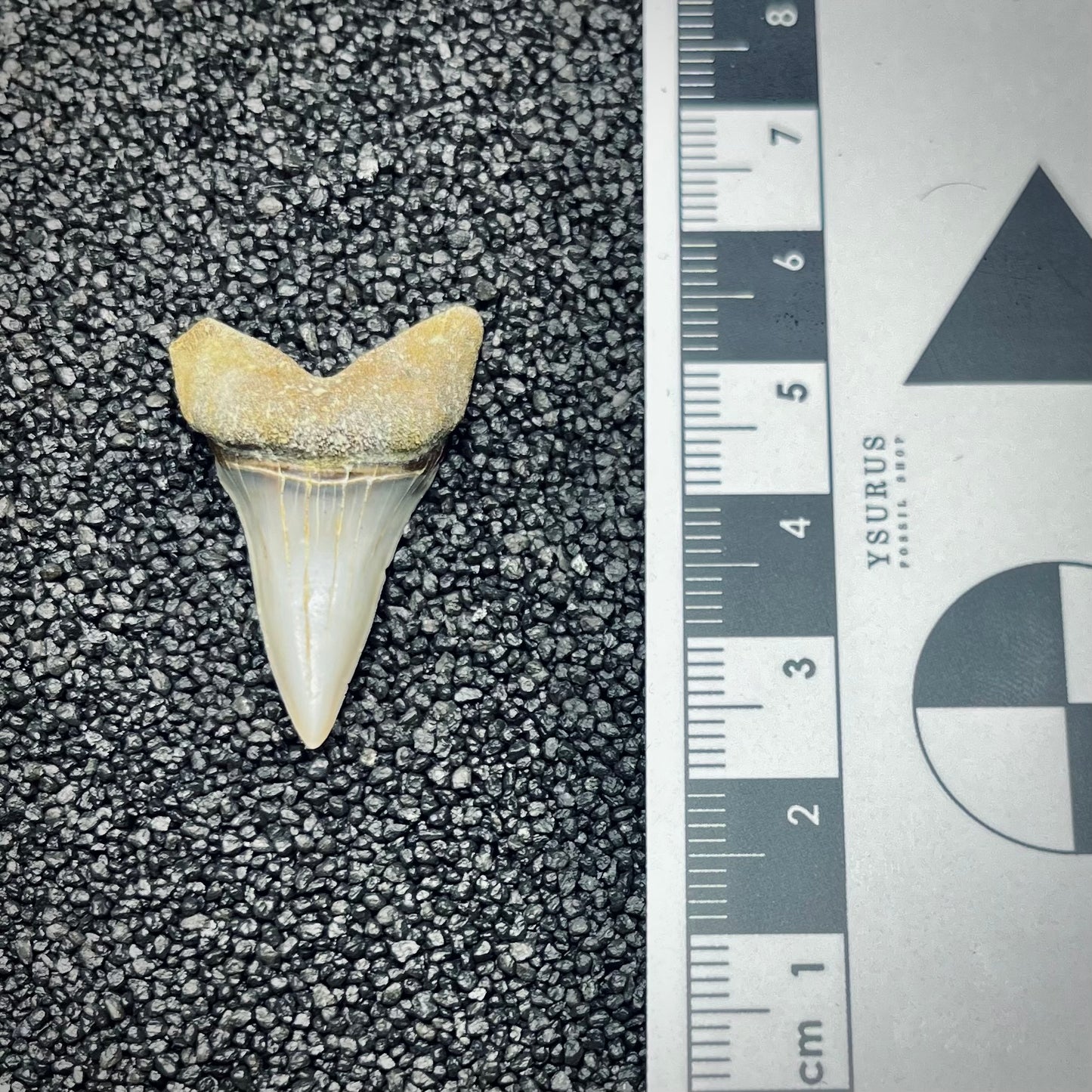 F2744 | Squalo | Carcharodon planus