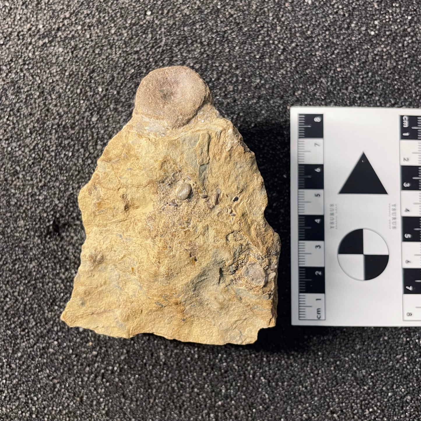 F2476 | Rettile | Nothosauria indet.