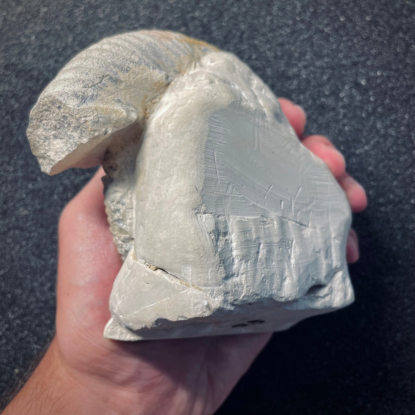 F1970 | Ammonite | Rehmannia sp.