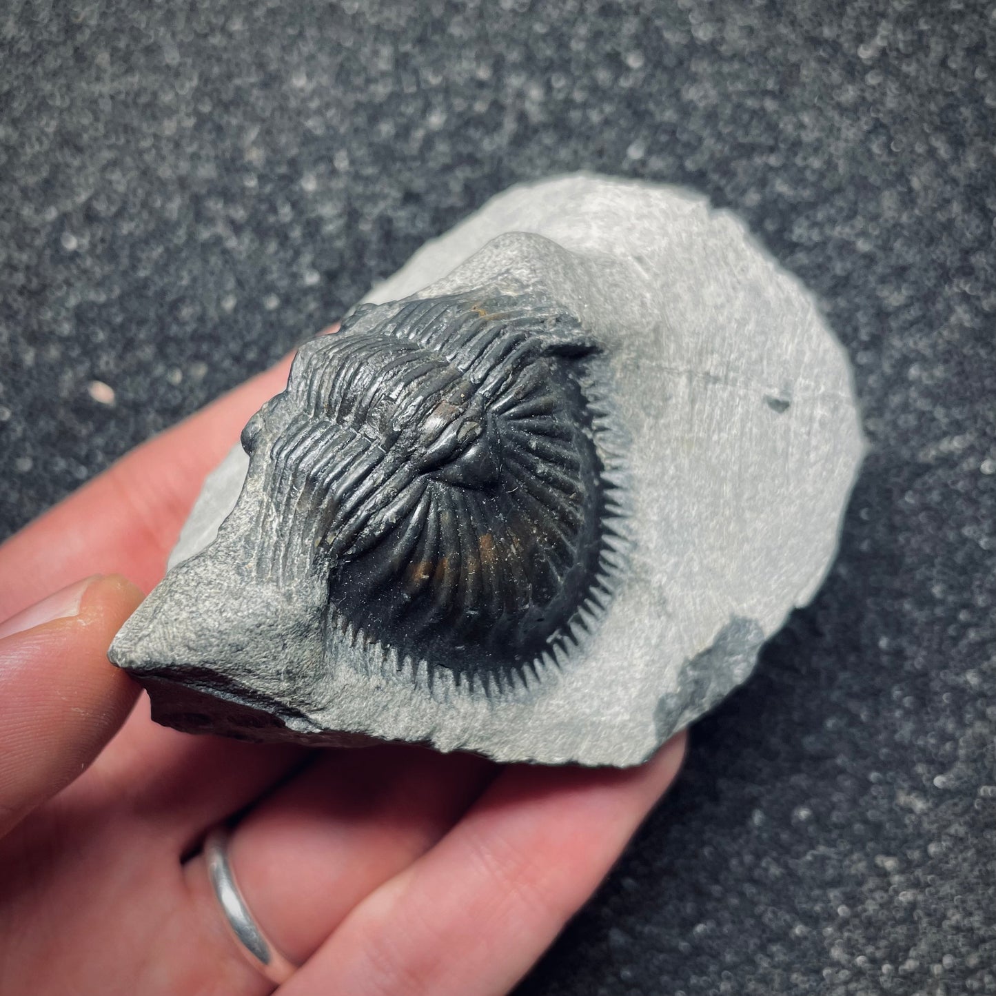F1641 | Trilobite | Thysanopeltis speciosa