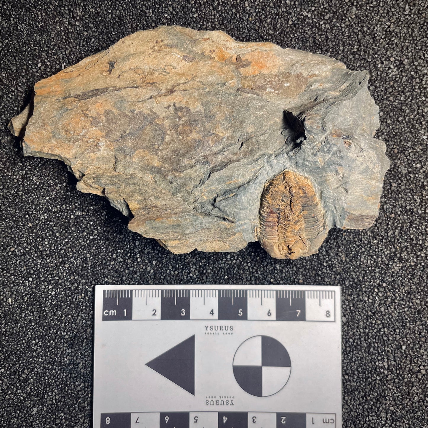 F1582 | Trilobite | Prionocheilus mendax