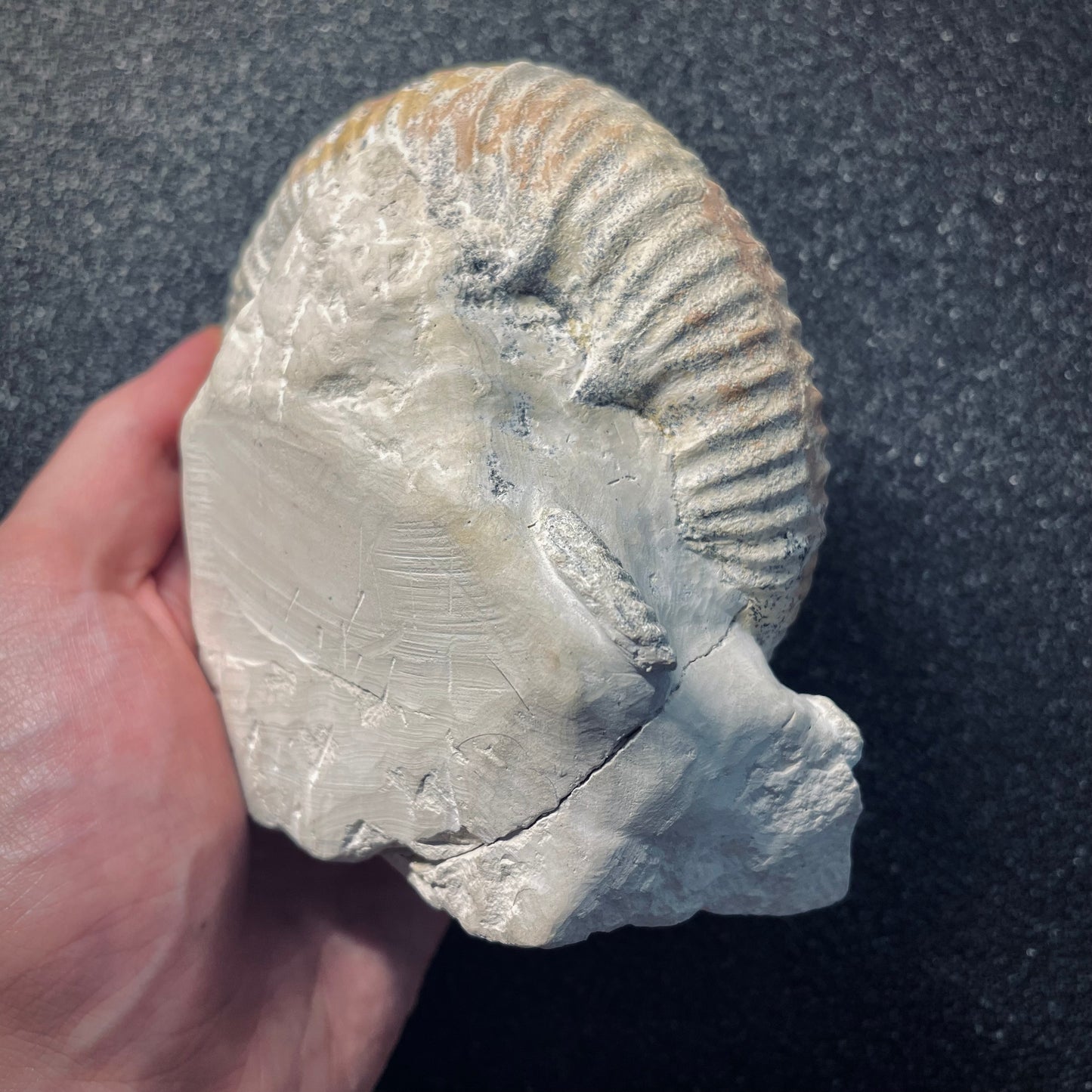 F1970 | Ammonite | Rehmannia sp.