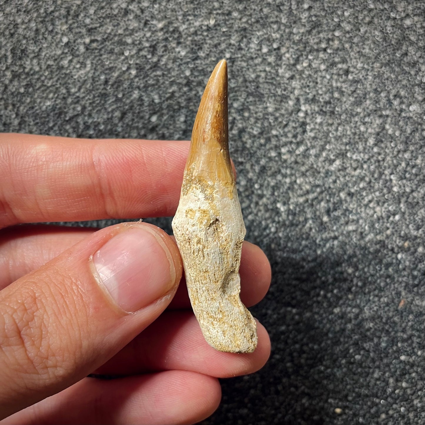 F1990 | Mosasauro | Mosasauridae indet.