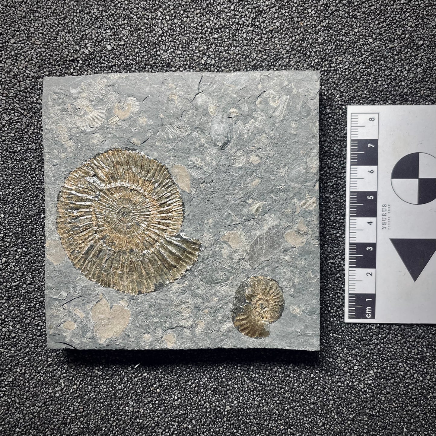 F1758 | Ammonite | Dactylioceras commune
