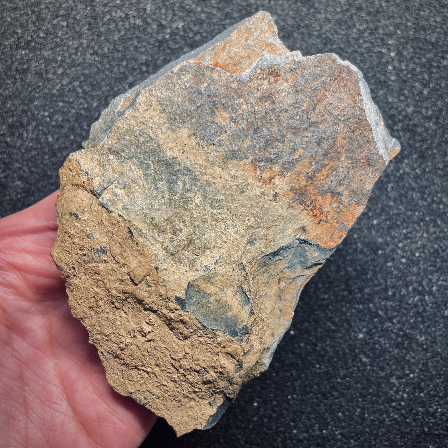 F1608 | Trilobite | Eodalmanitina macrophtalma