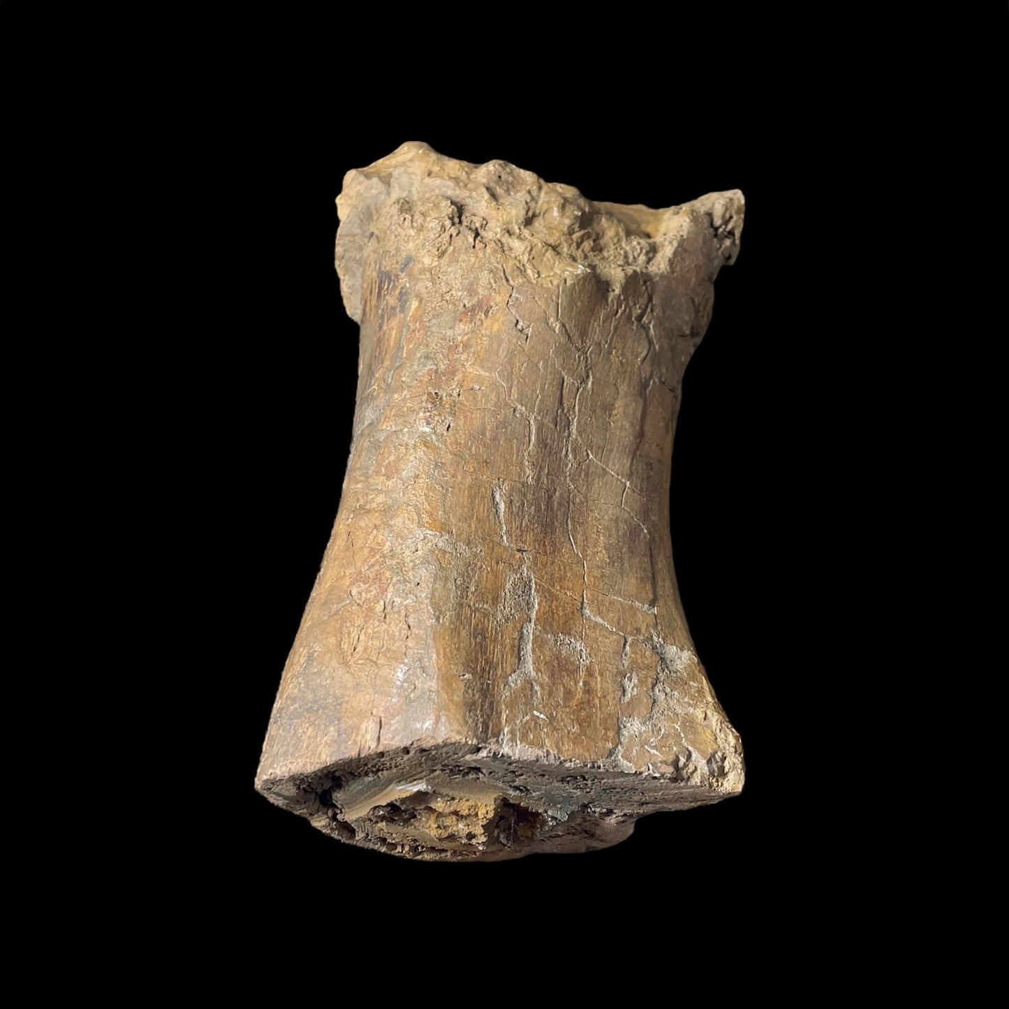 F2025 | Dinosauro | Edmontosaurus sp.