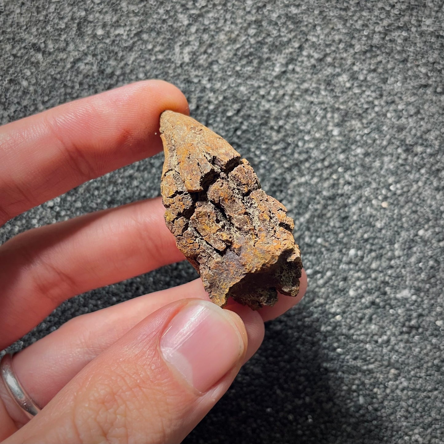 F2071 | Coprolite - Cololite | Testuggine