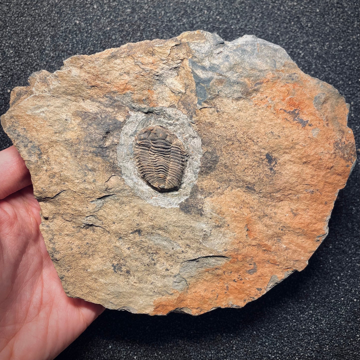 F1580 | Trilobite | Prionocheilus mendax