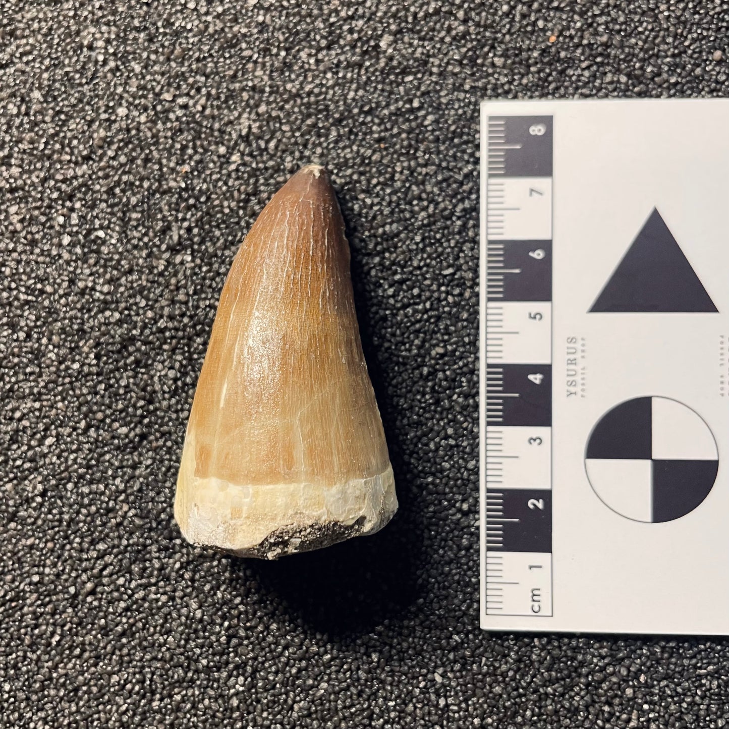 F2115 | Mosasauro | Prognathodon sp.