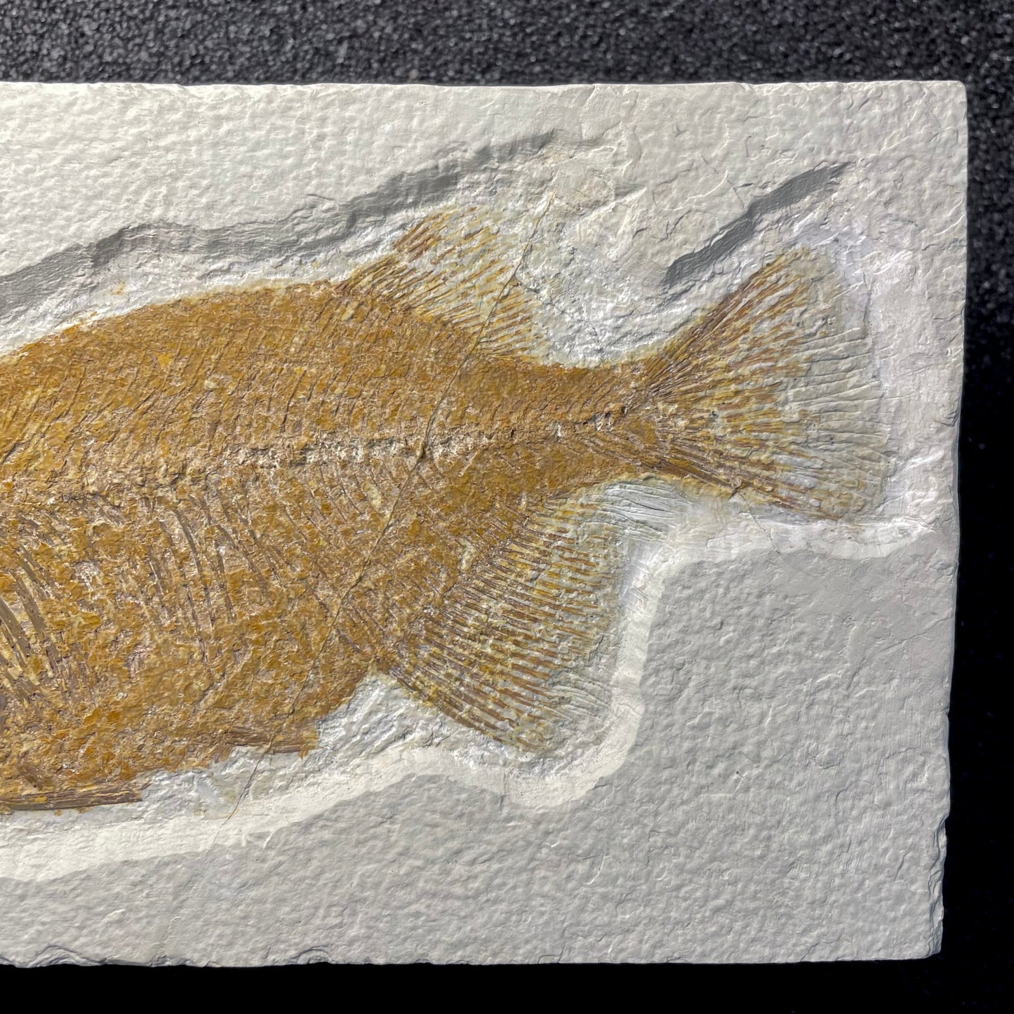 F2064 | Pesce | Phareodus sp.