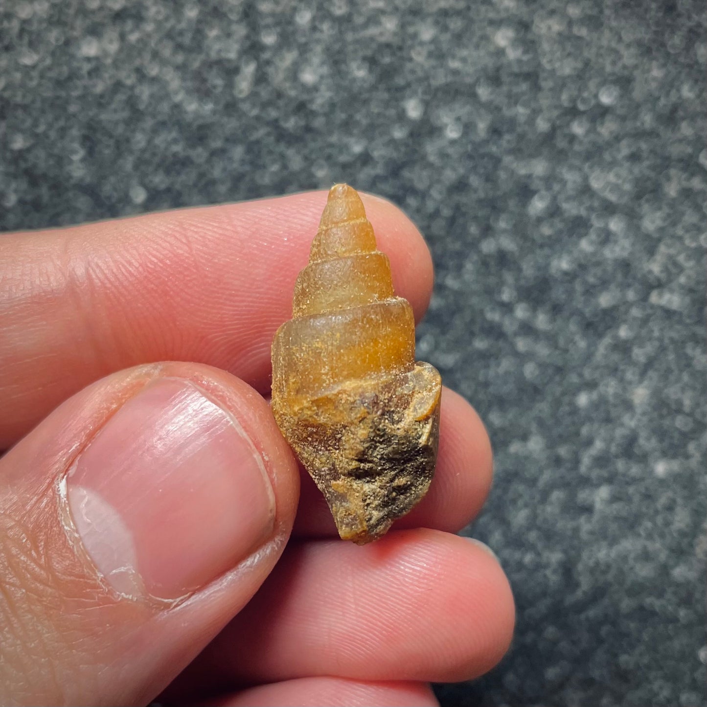 F1764 | Gasteropode | Gastropoda indet.