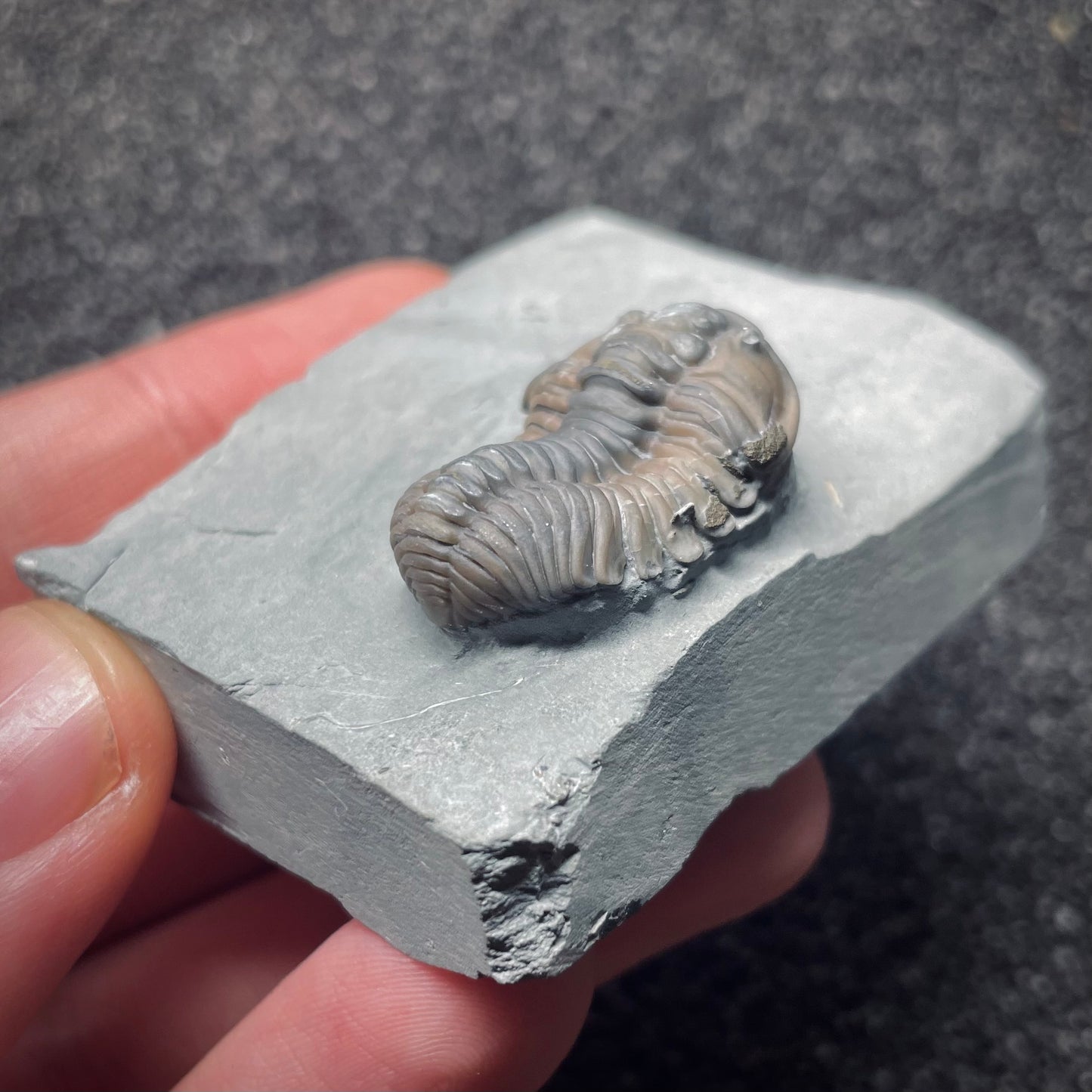 F1287 | Trilobite | Flexicalymene retrorsa